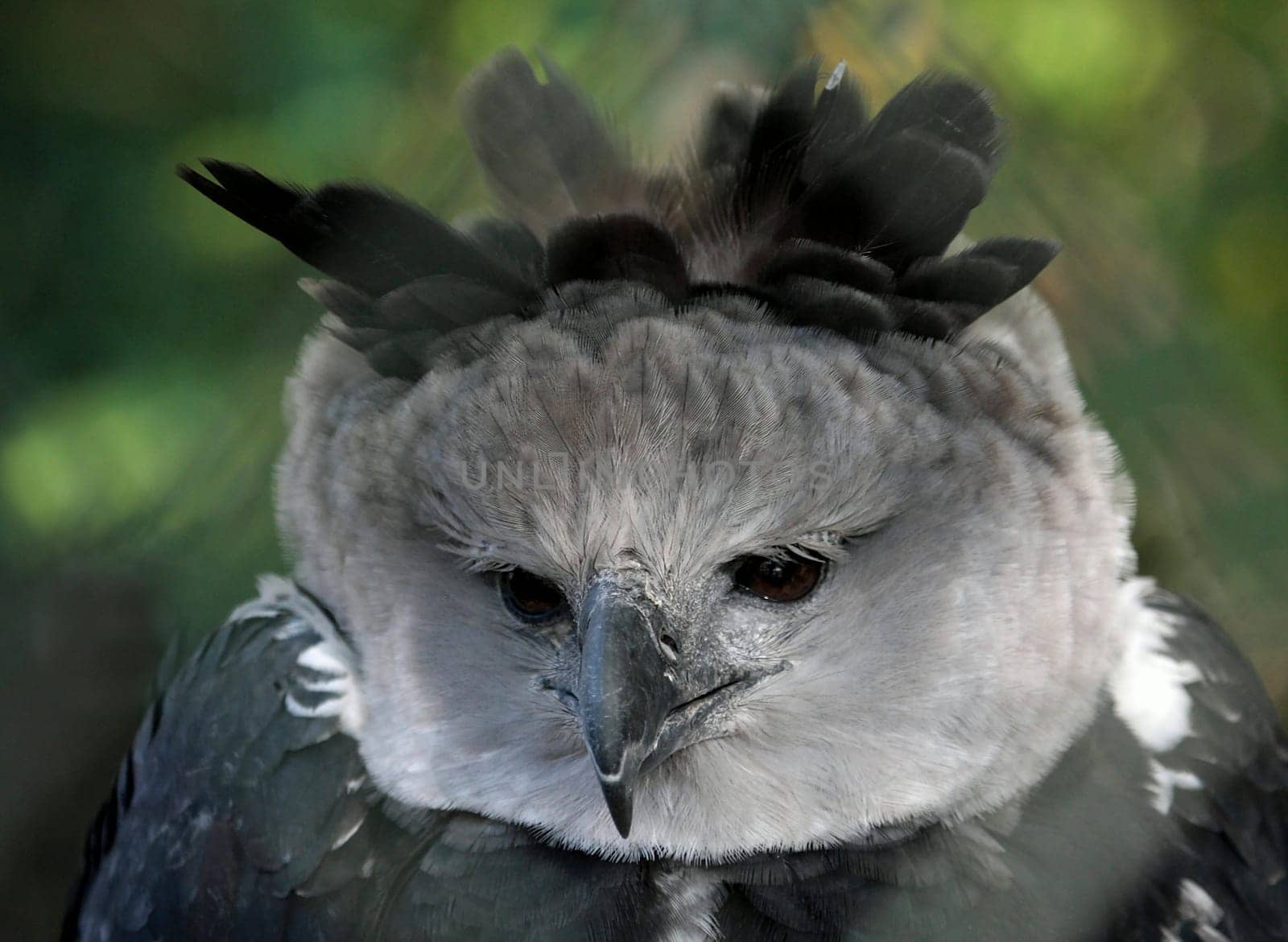 Harpy Portrait