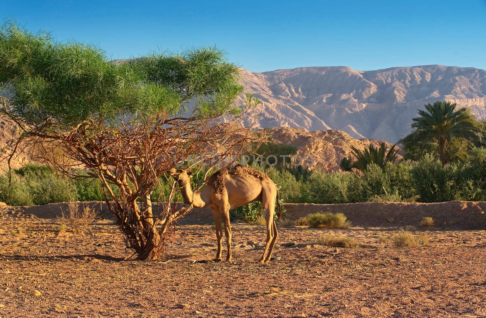The Ain Ahmed Oasis