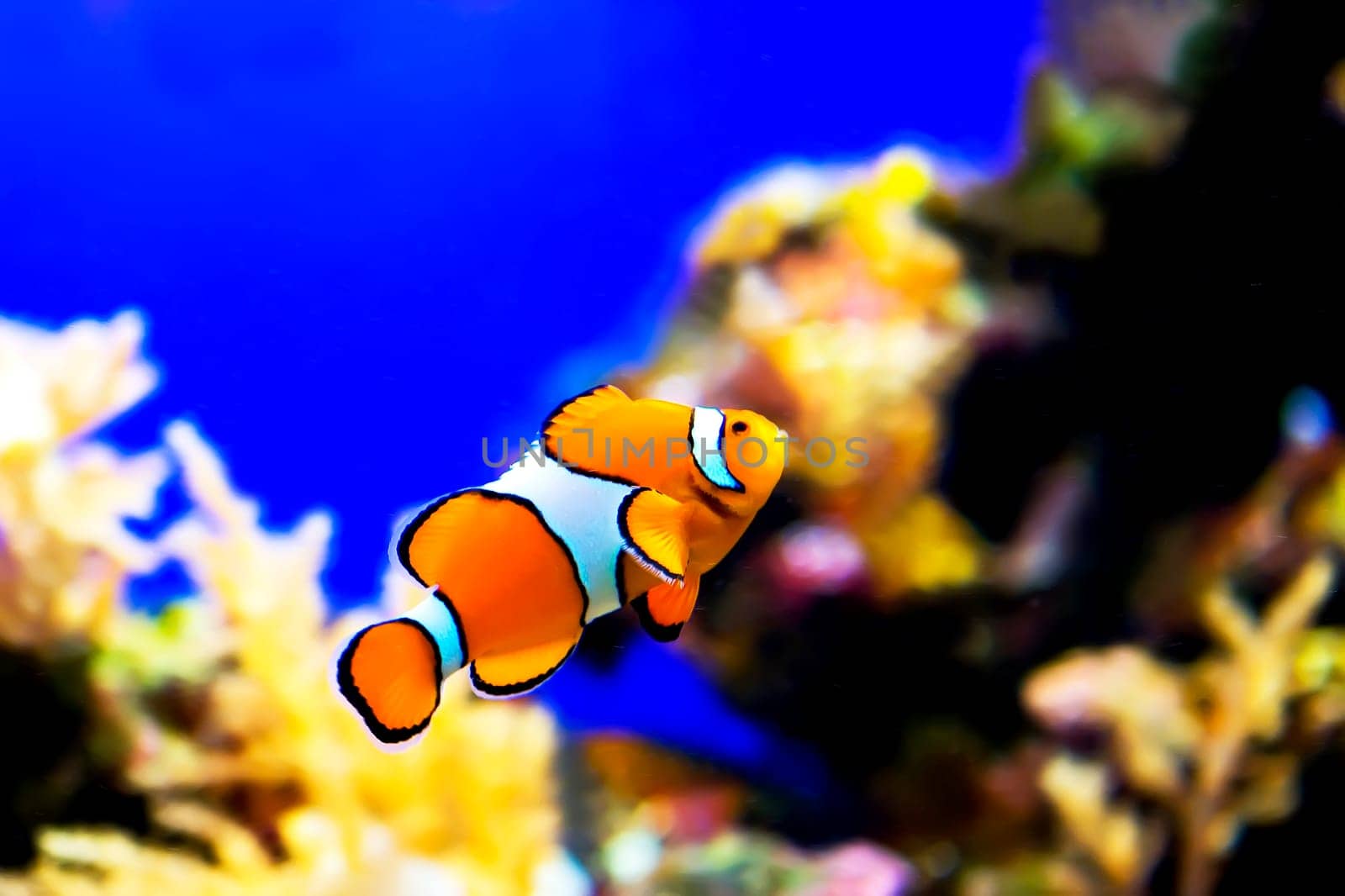 Nemo