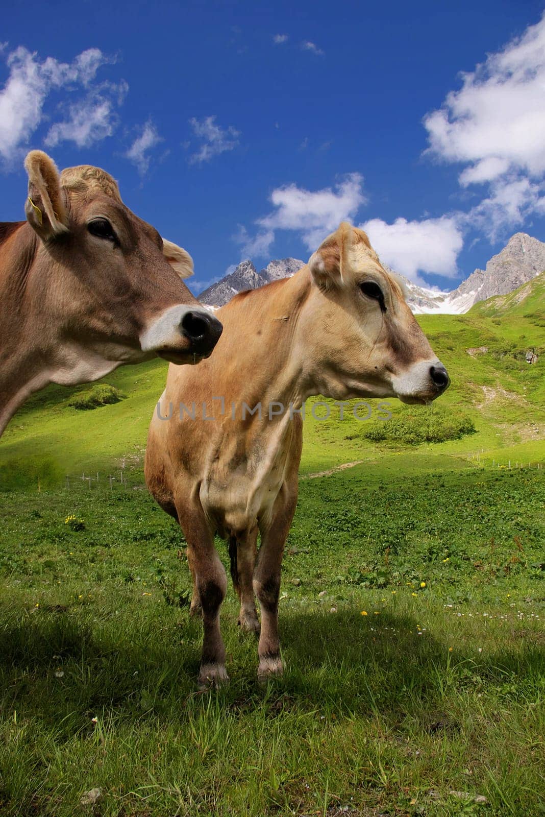 Cow on the Arlberg