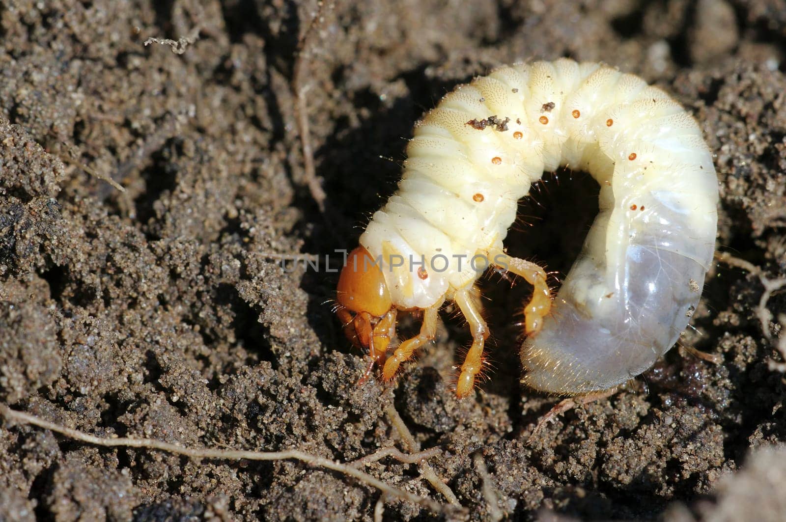 May beetle larva