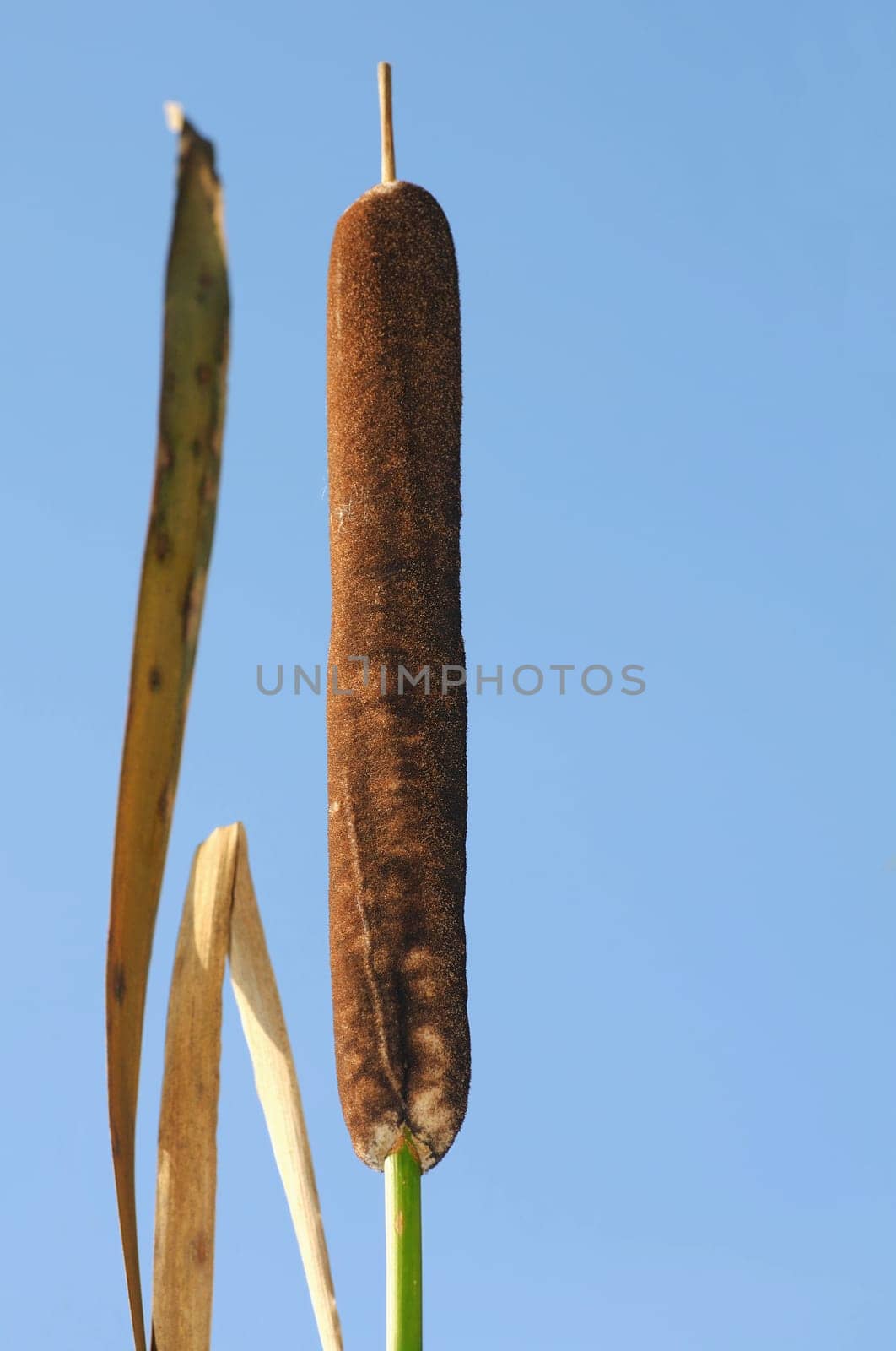 Cattail