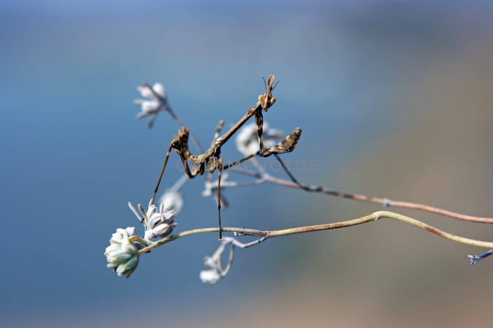 Praying mantis