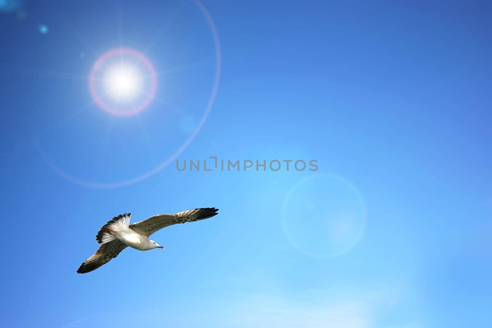 Sea gull