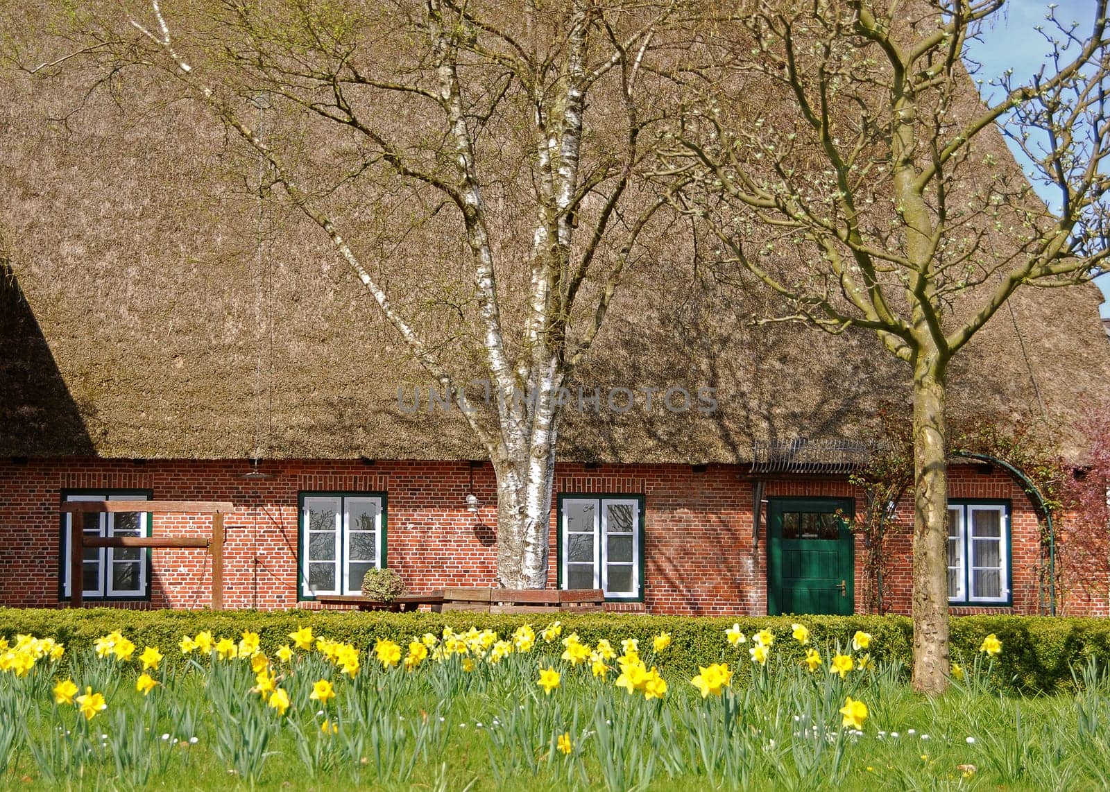 Thatched roof house with daffodils