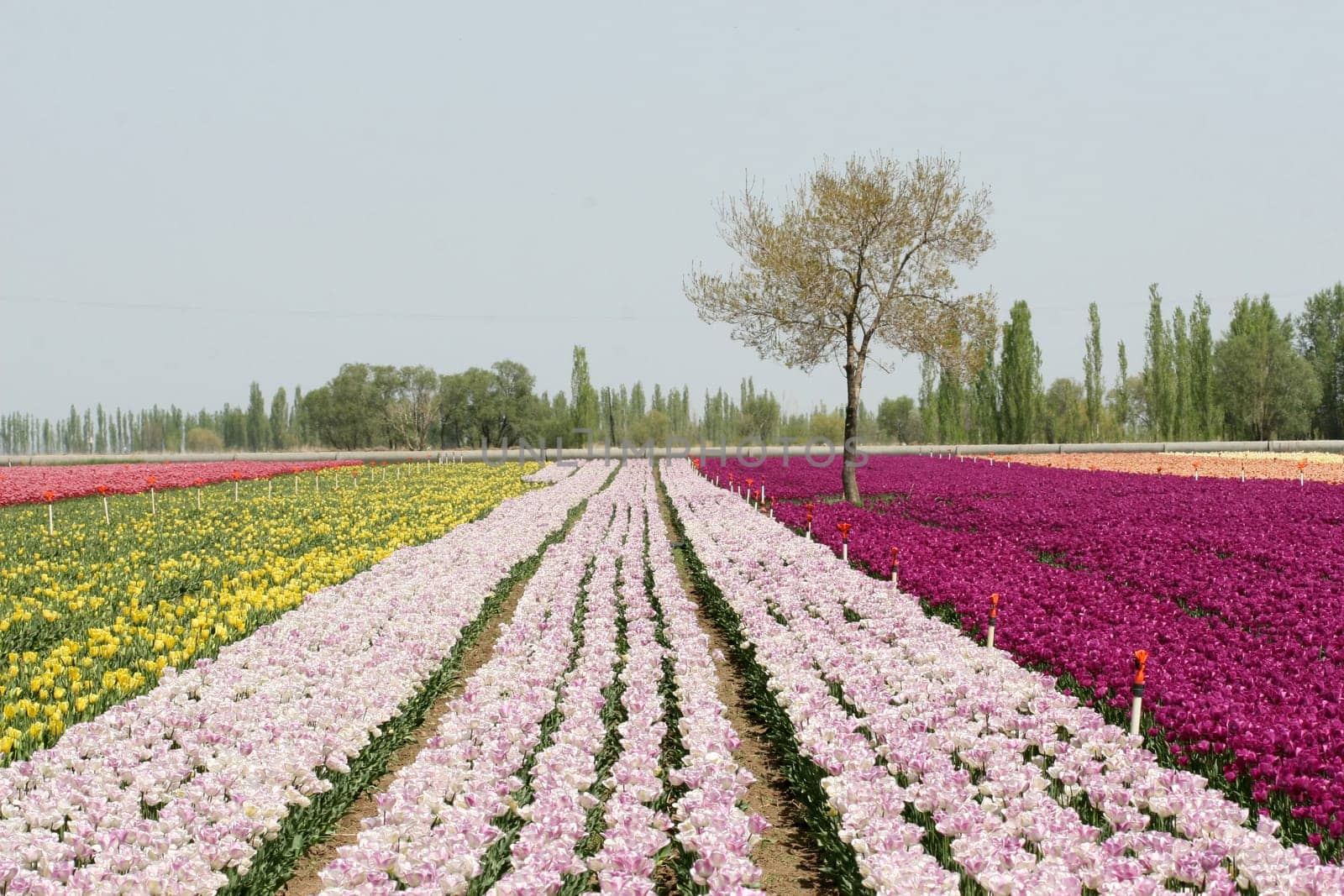 tulips background