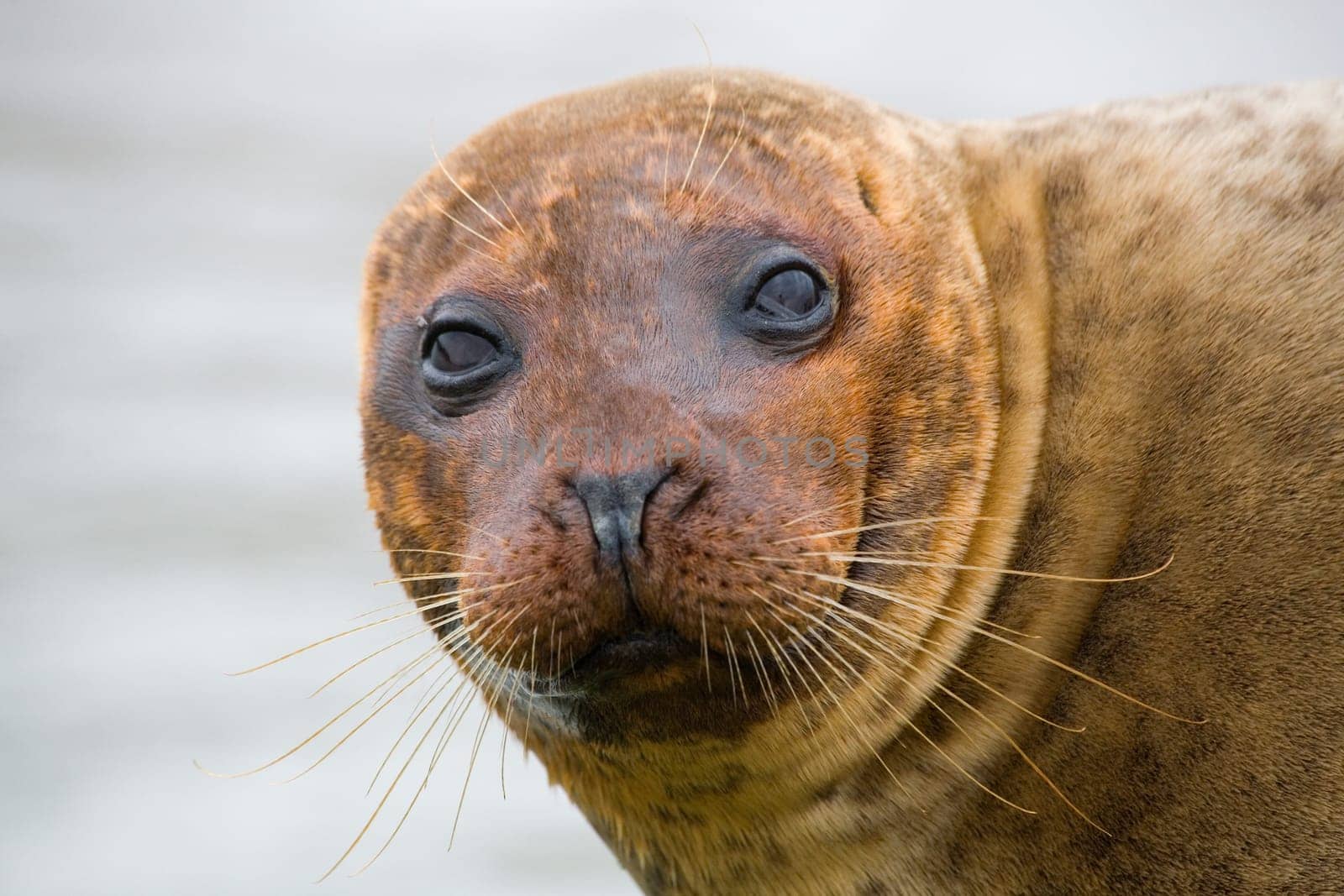 Seal Head