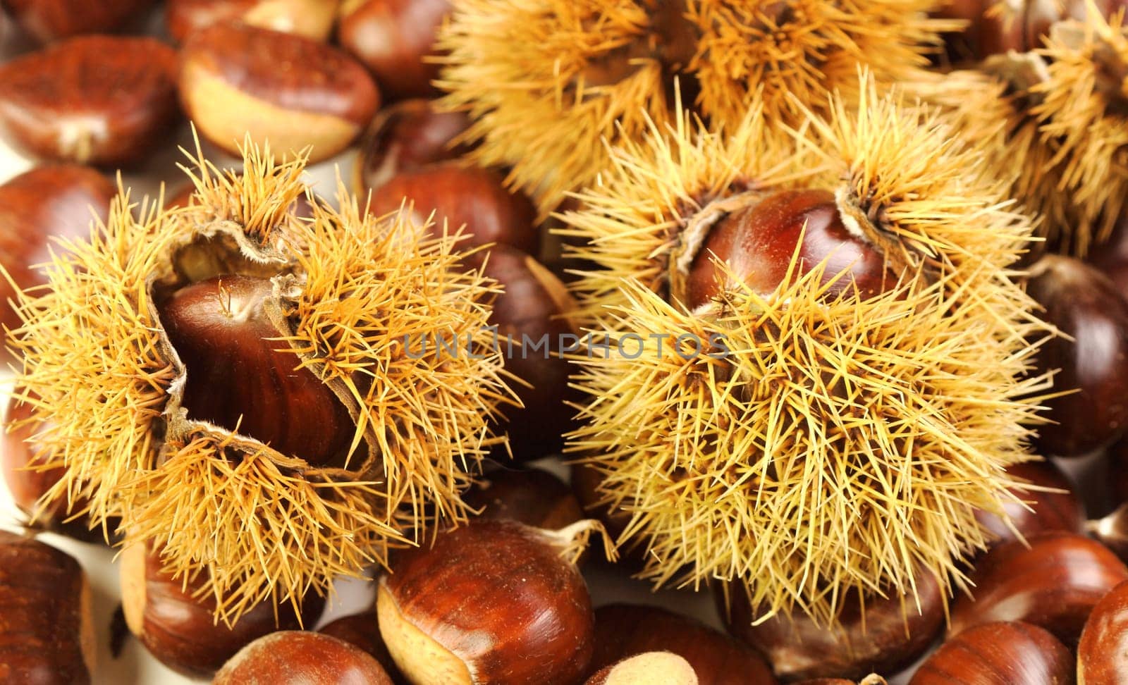 chestnut background