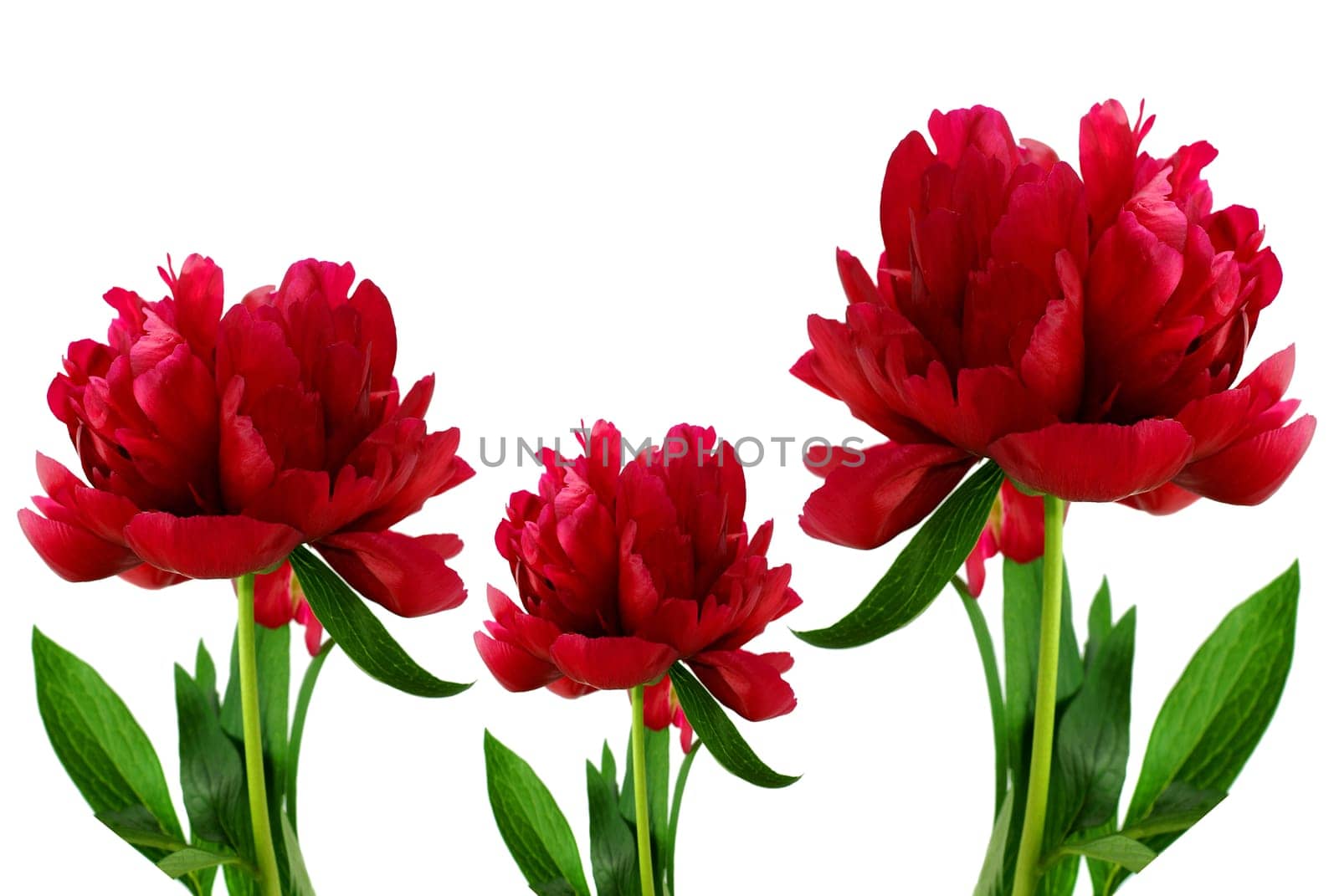 Three Peonies