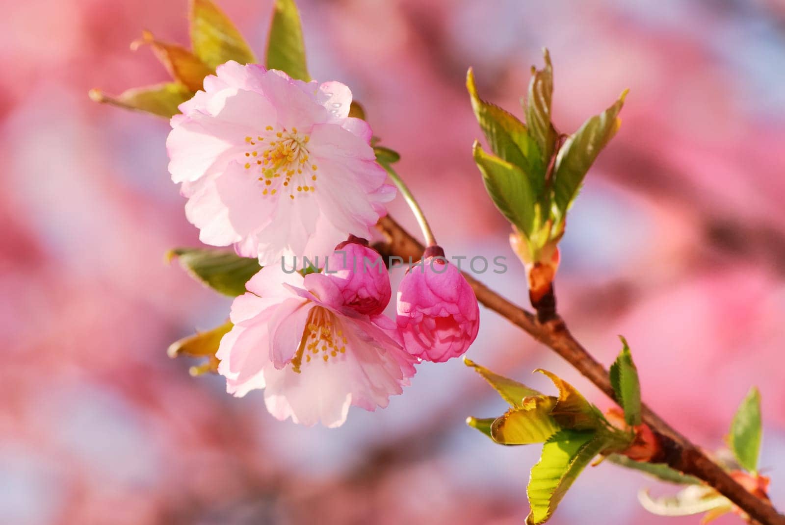 Cherry blossoms