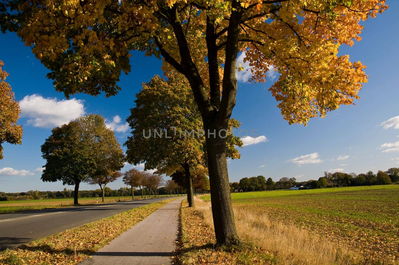 autumnal colorful avenue in sunshine