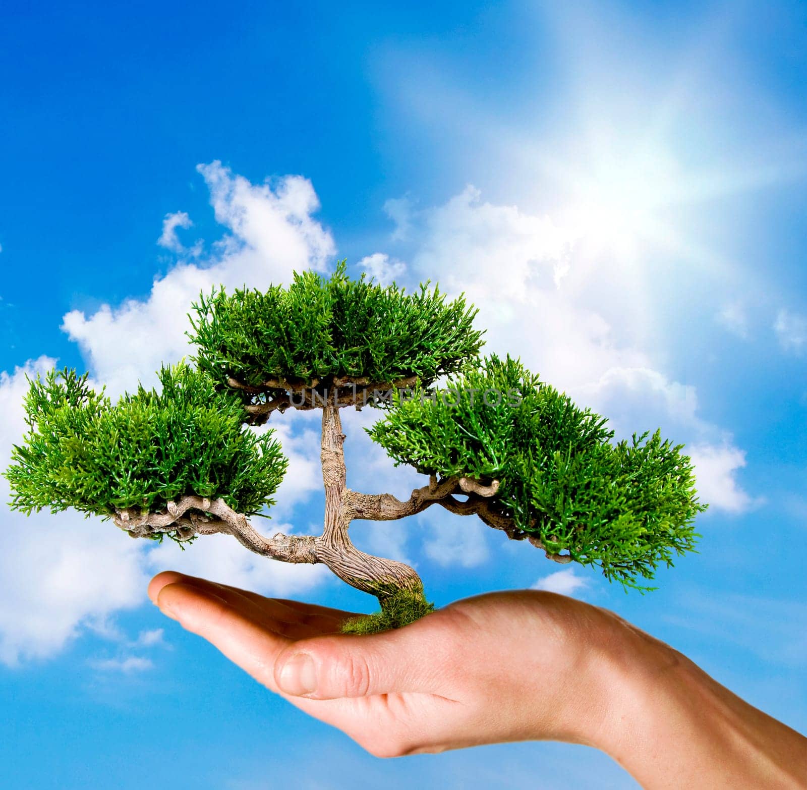 Hand holding tree