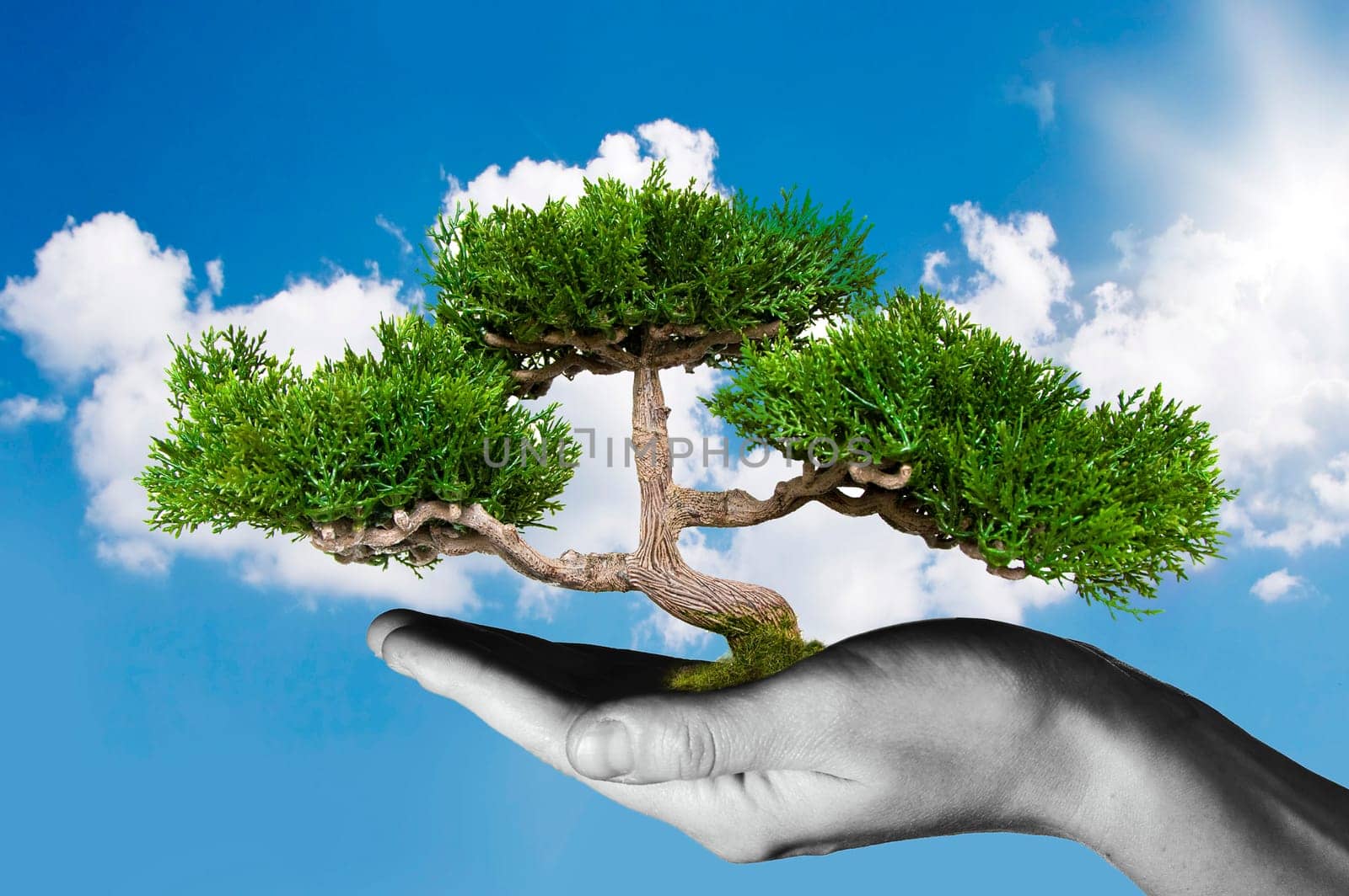 Hand holding tree