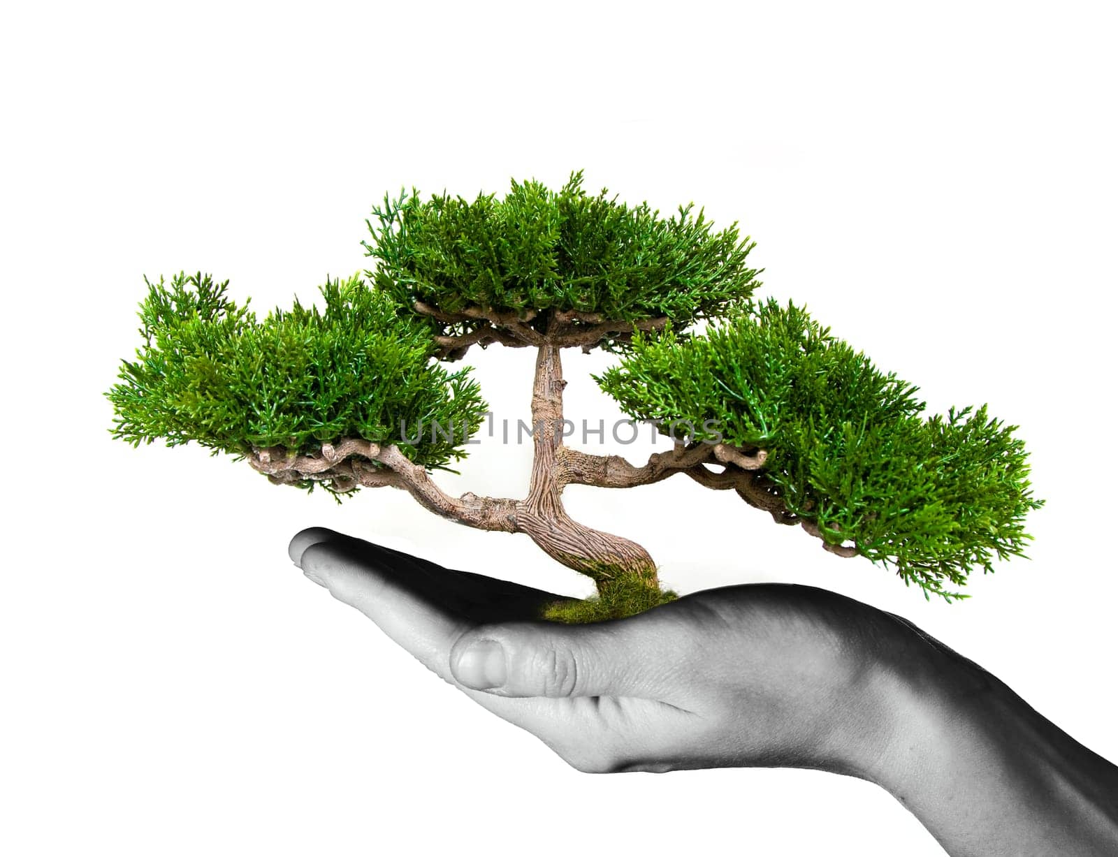 Hand holding tree