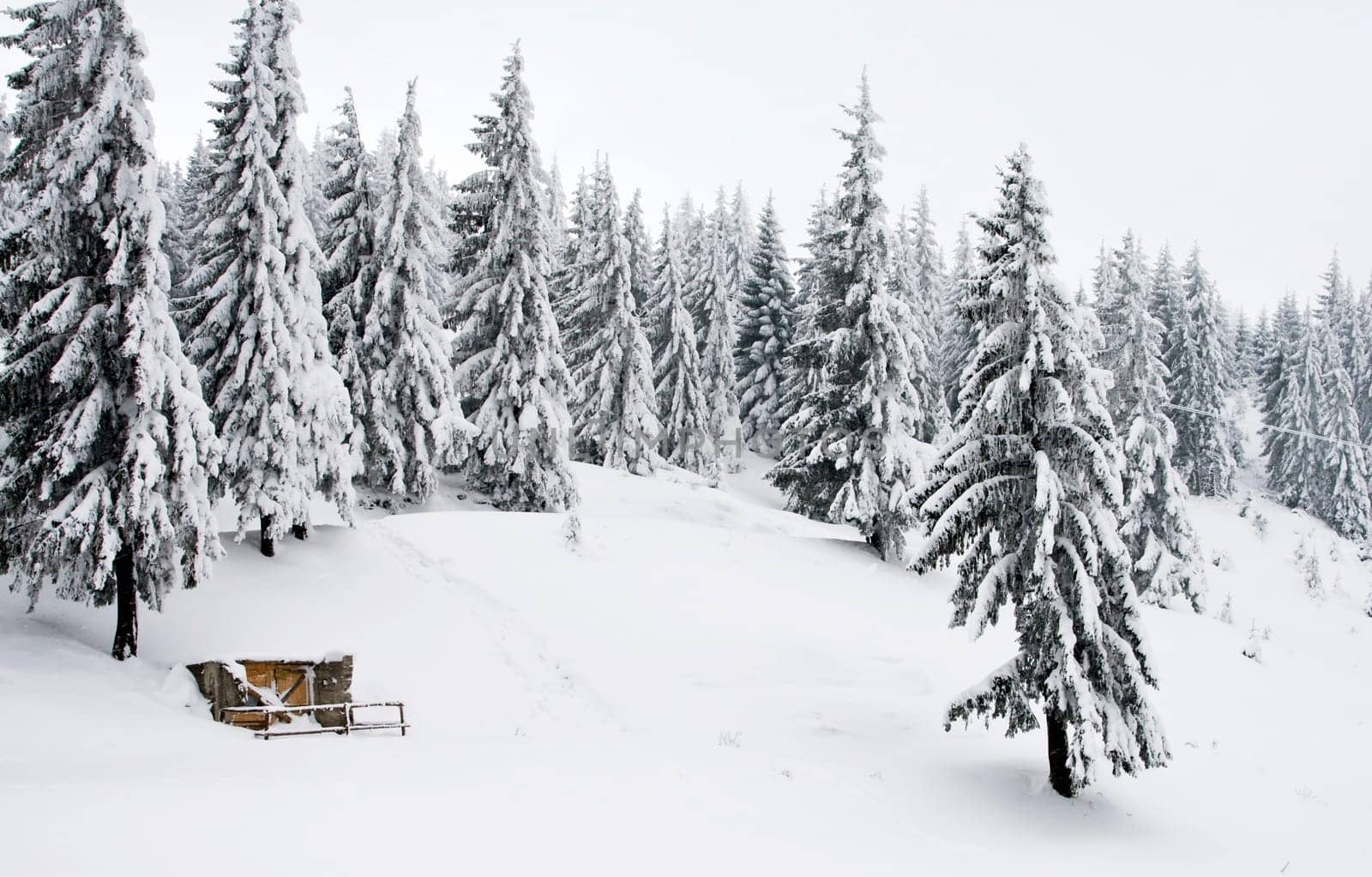 Snowy pines