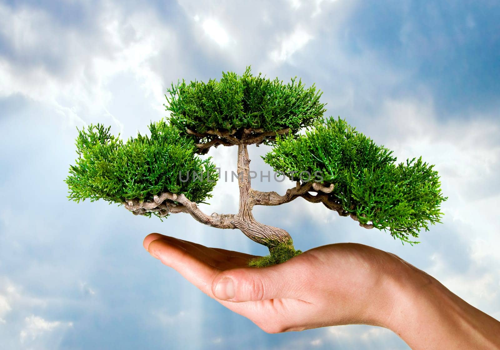Hand holding tree