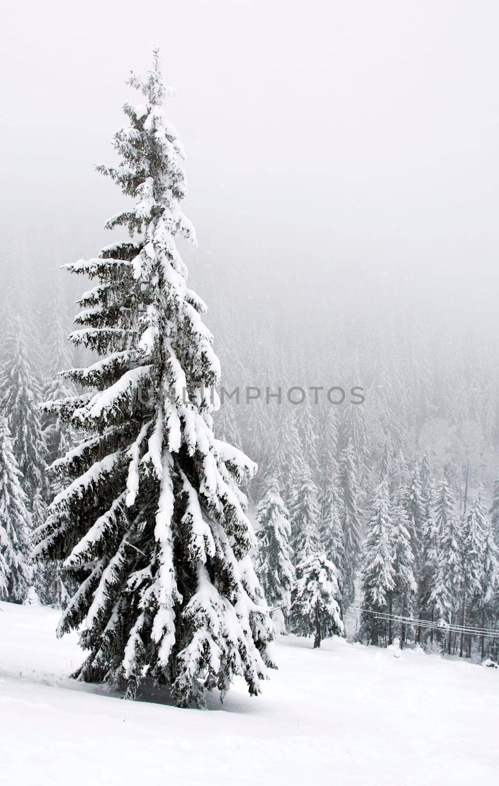 Snowy pines