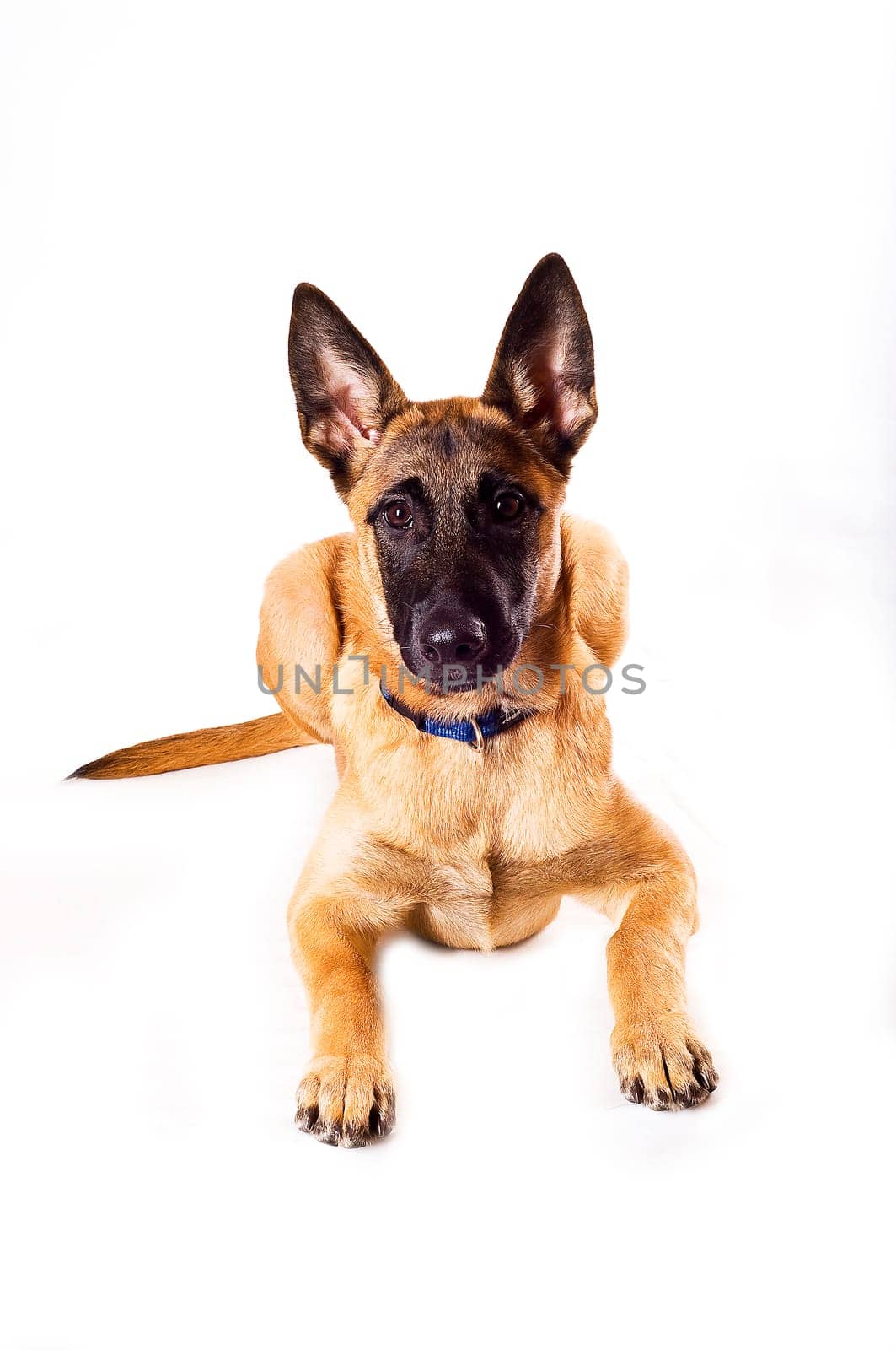 Malinois puppy against white background