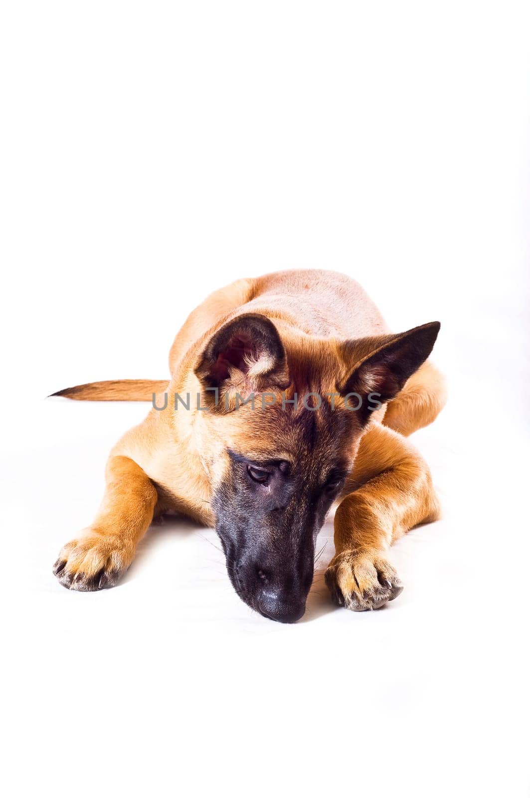 Malinois puppy against white background