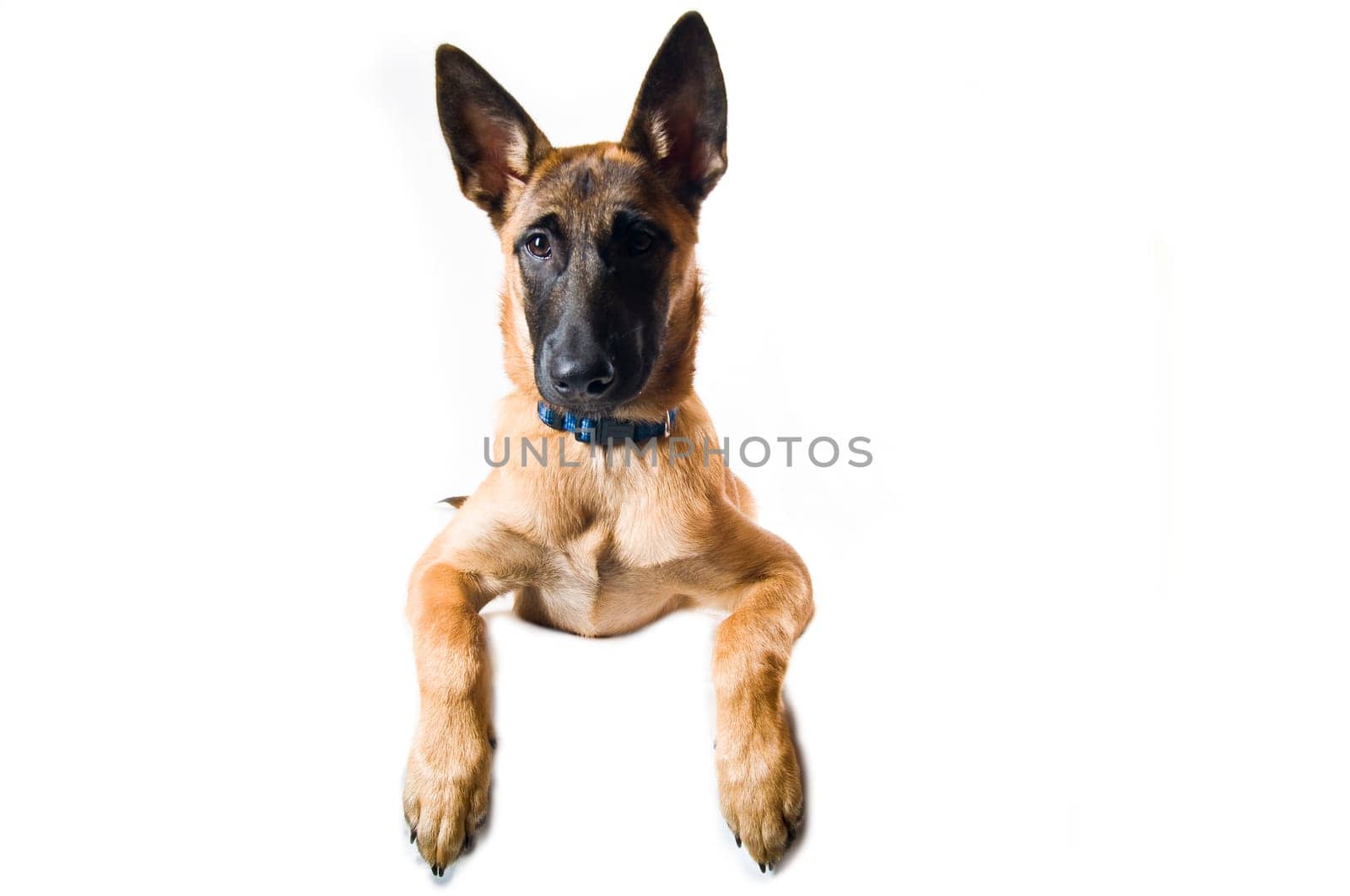 Malinois puppy against white background