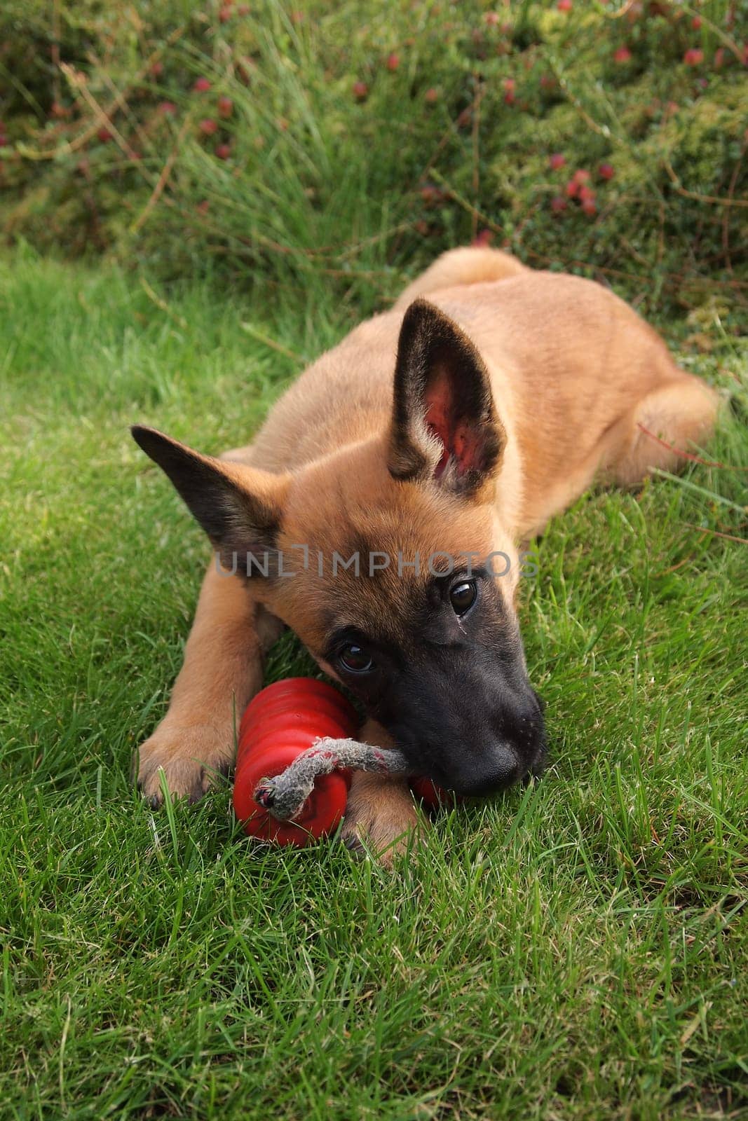 Malinois puppy,on lawn with toy
