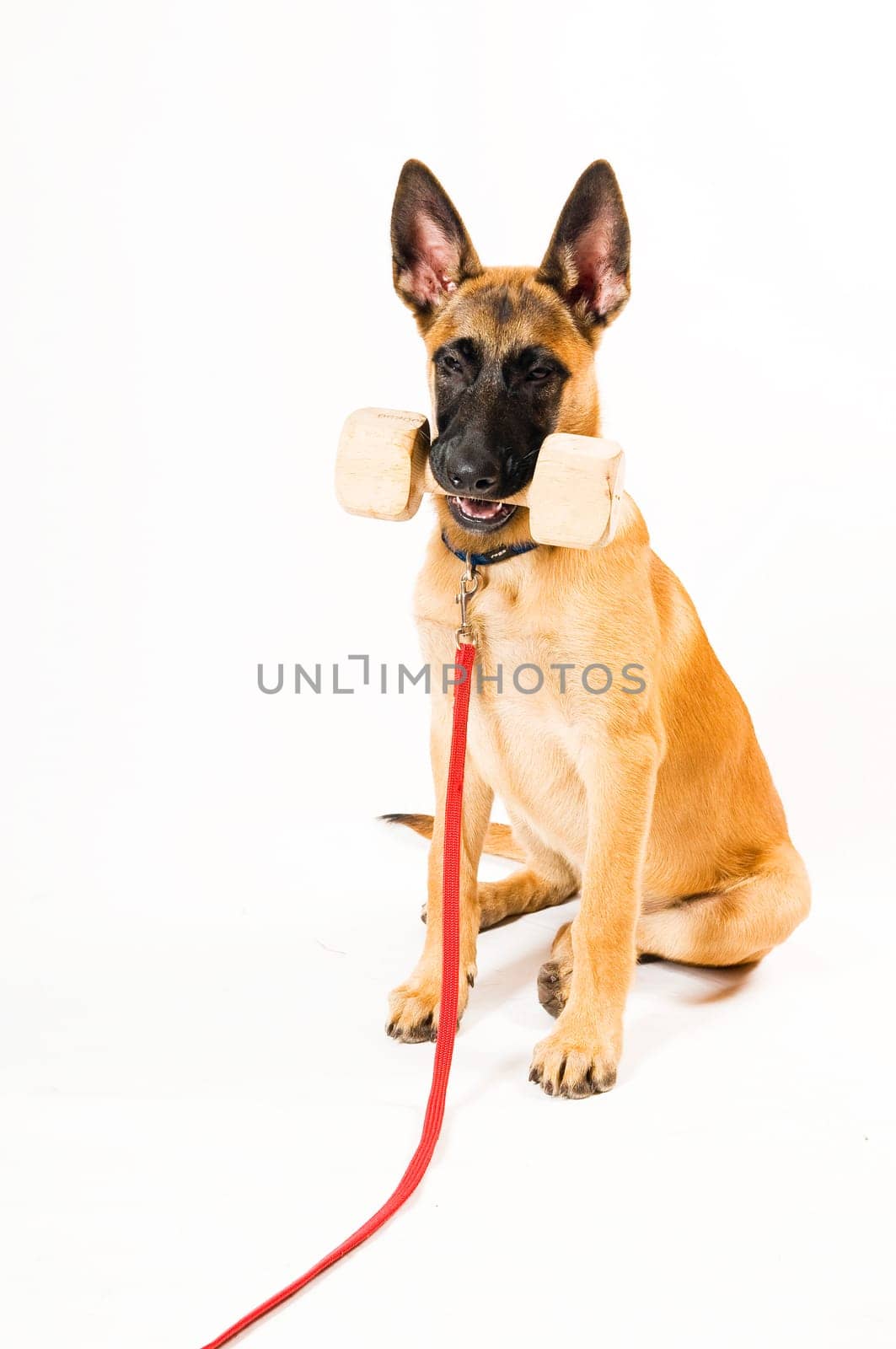 Dog Training,Retrieving