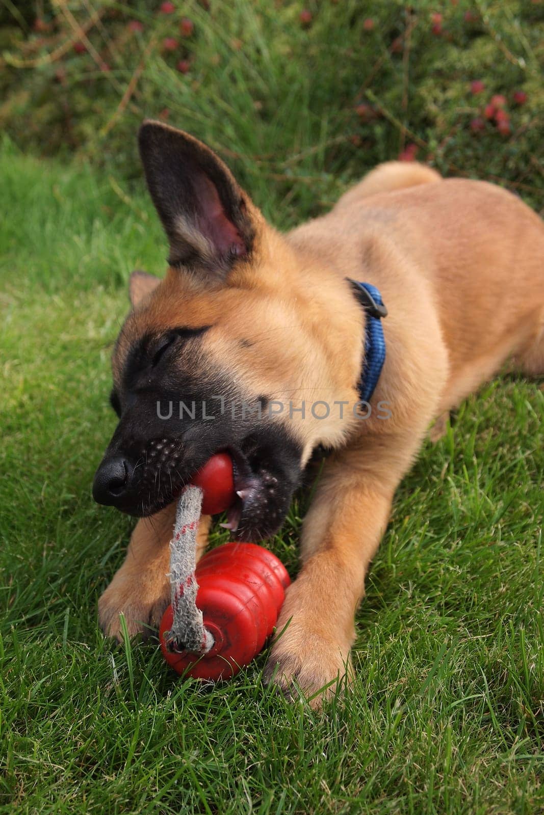 Malinois puppy,on lawn with toy