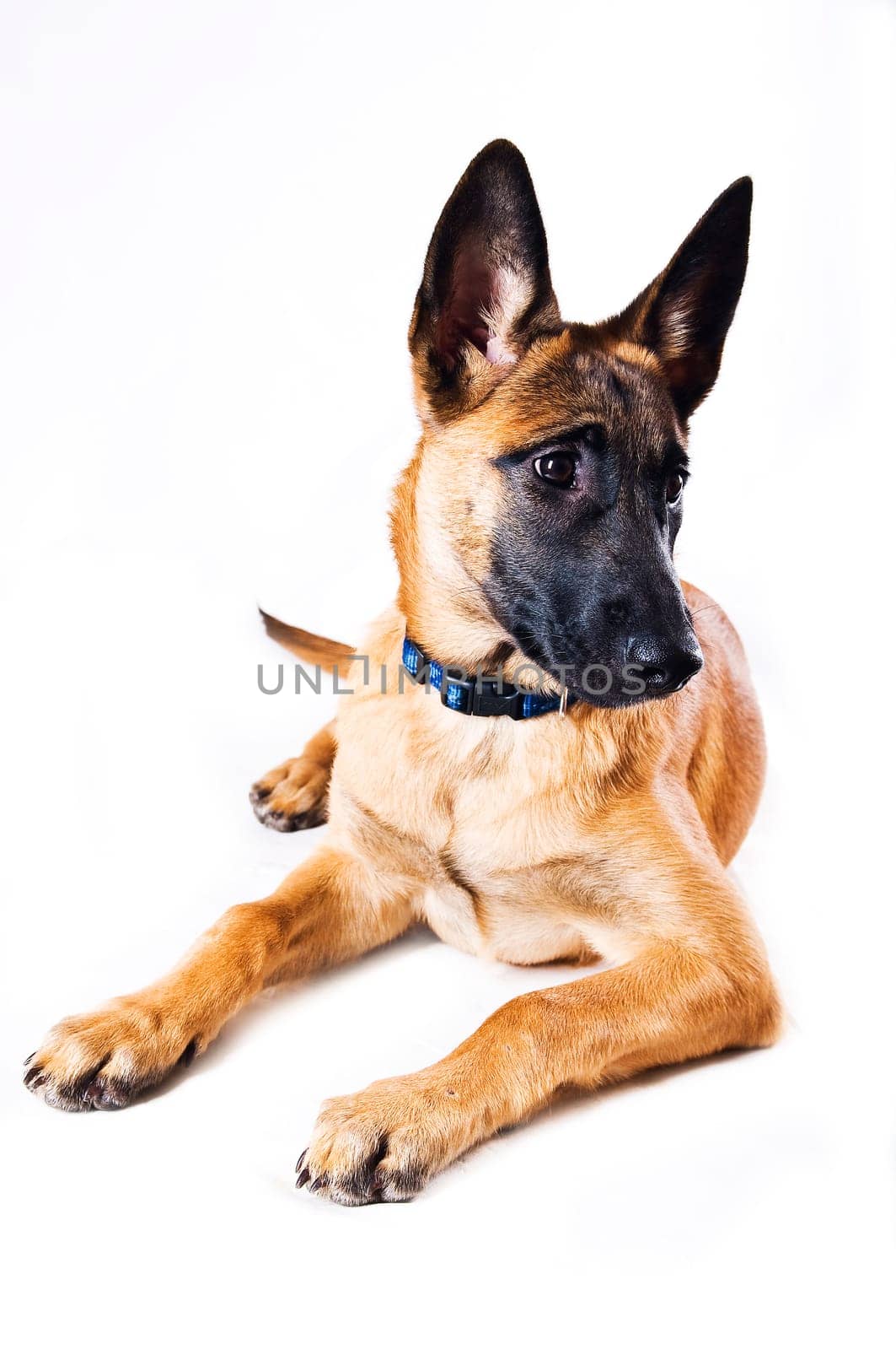 Malinois puppy against white background