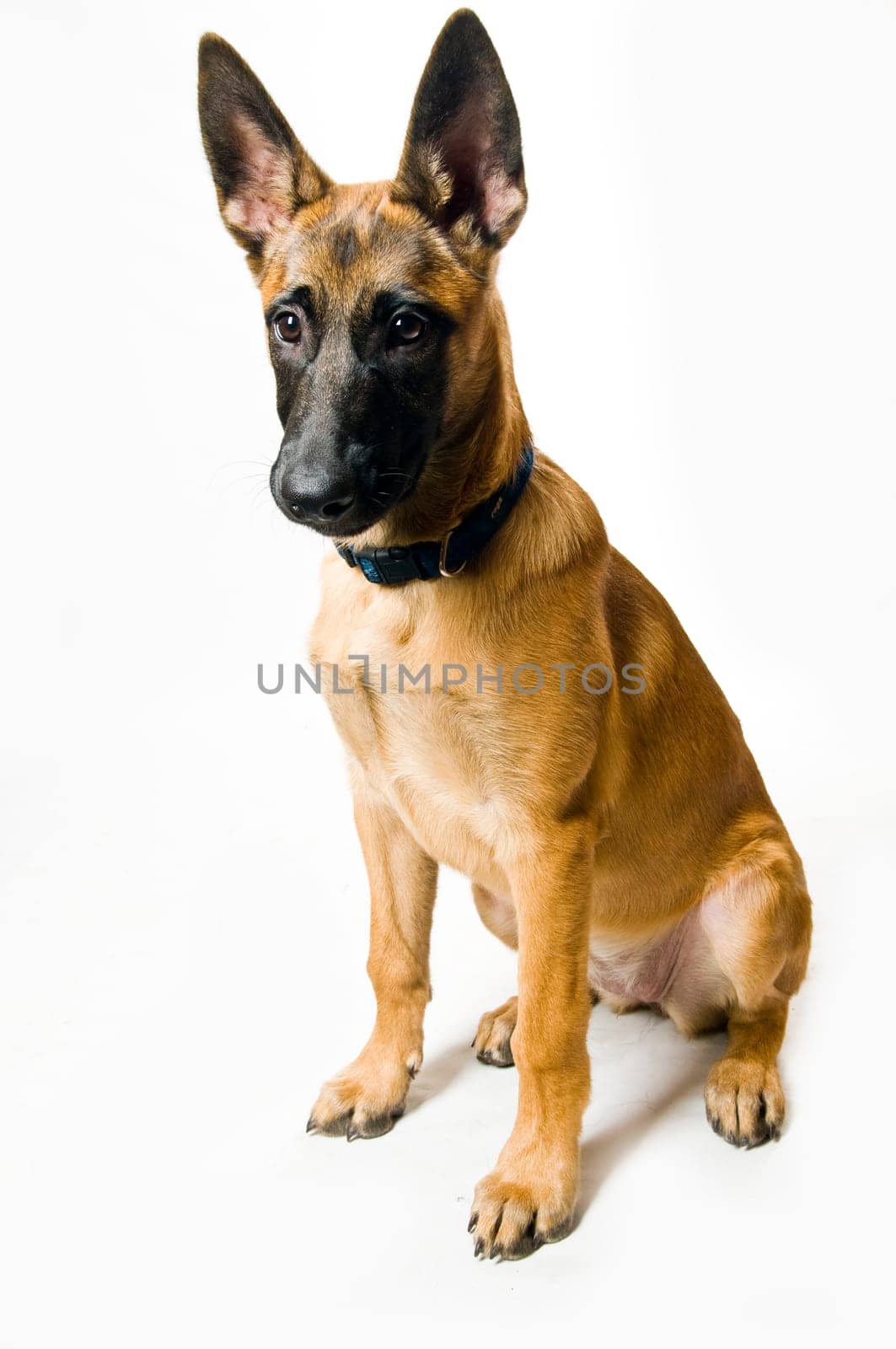 Malinois puppy sitting