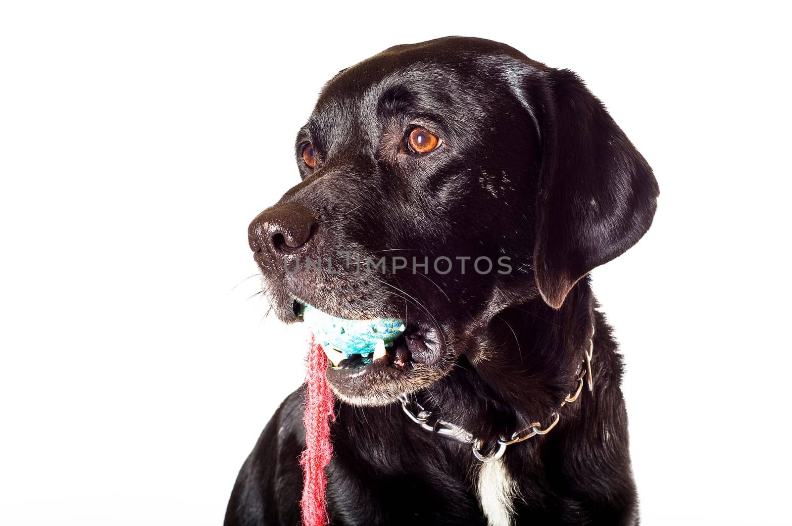 Labrador mix with toys