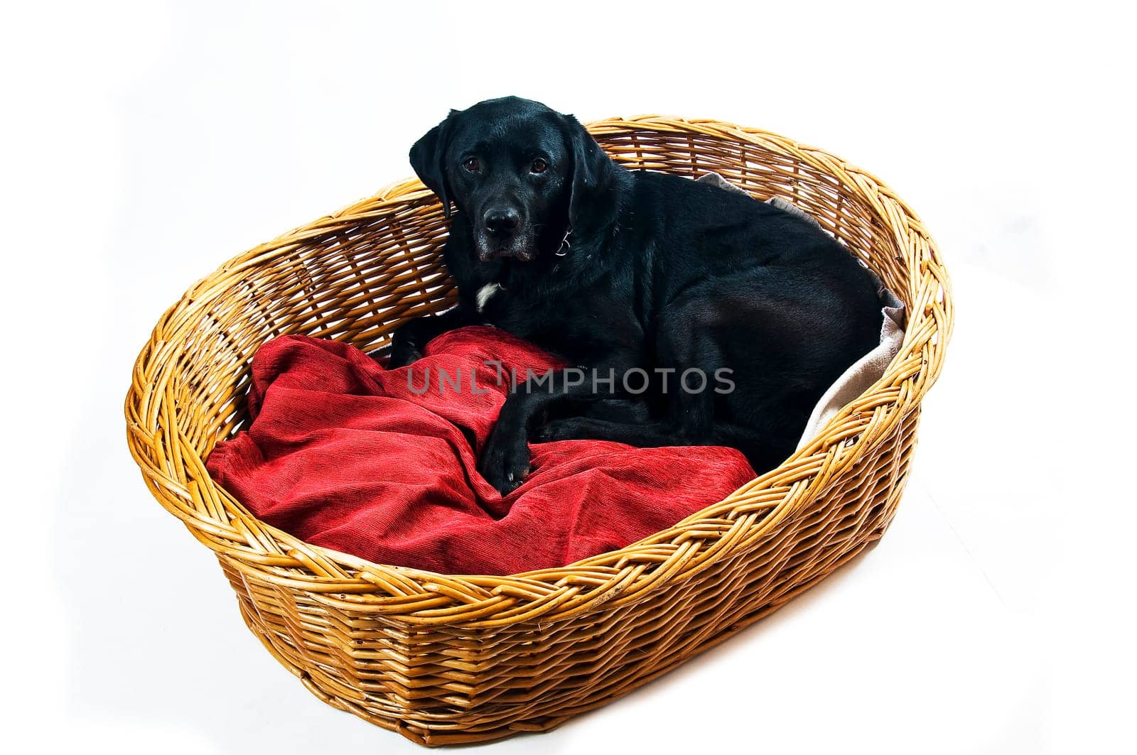 Labrador mix in basket with red cushion