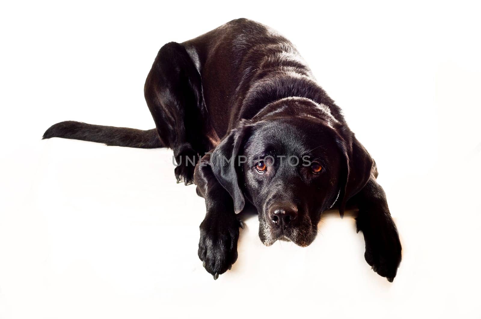 Labrador mix,lying down