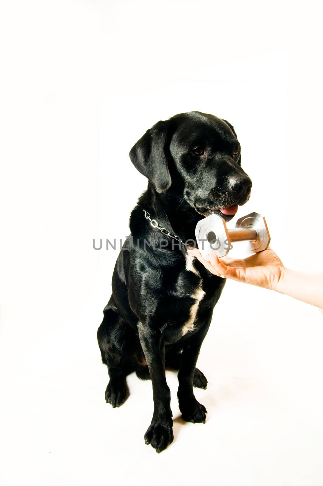 Labrador mix during retrieval exercise with metal fetch