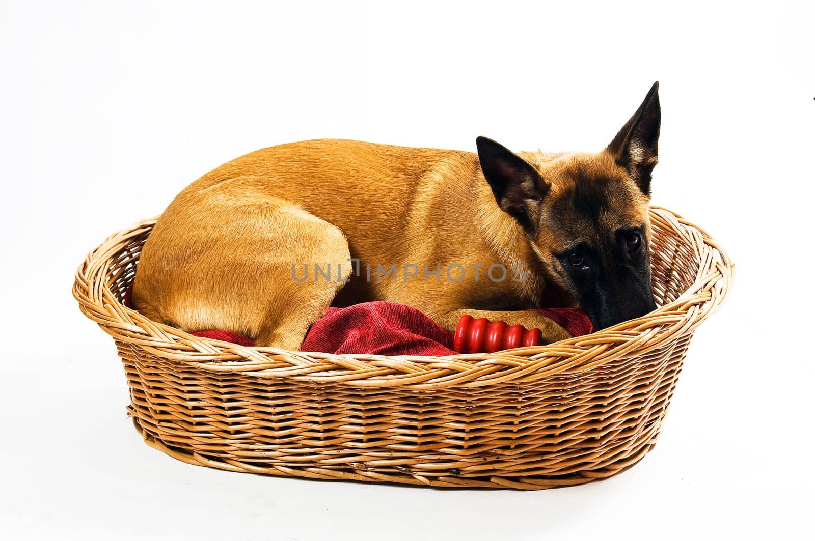 Malinois in wicker basket on red cushion