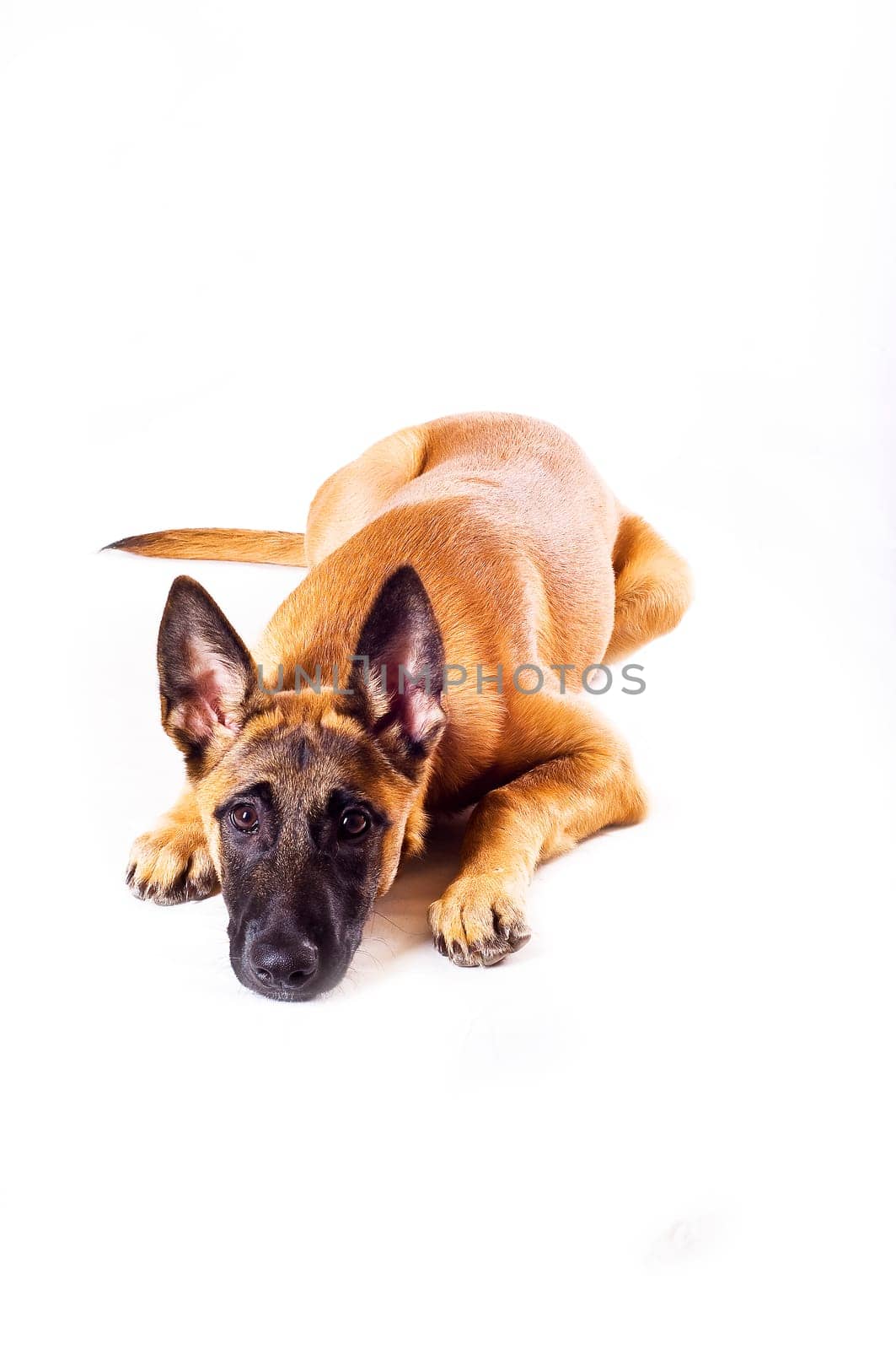 Malinois puppy against white background