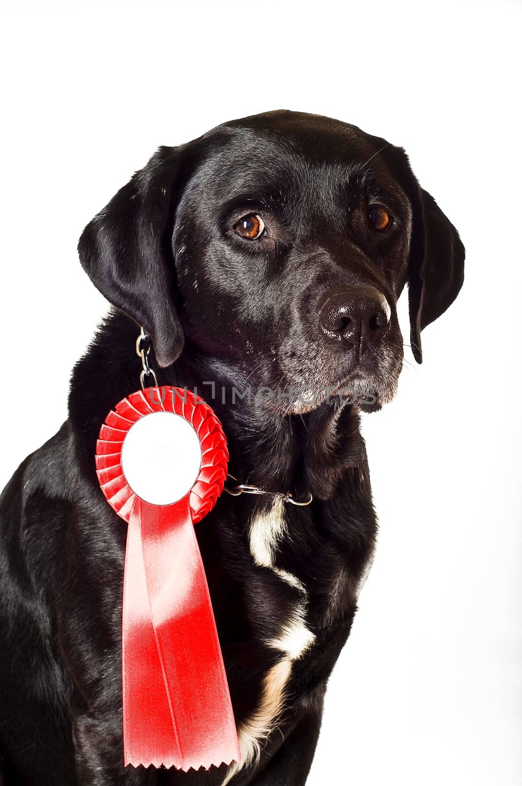 Labrador mix