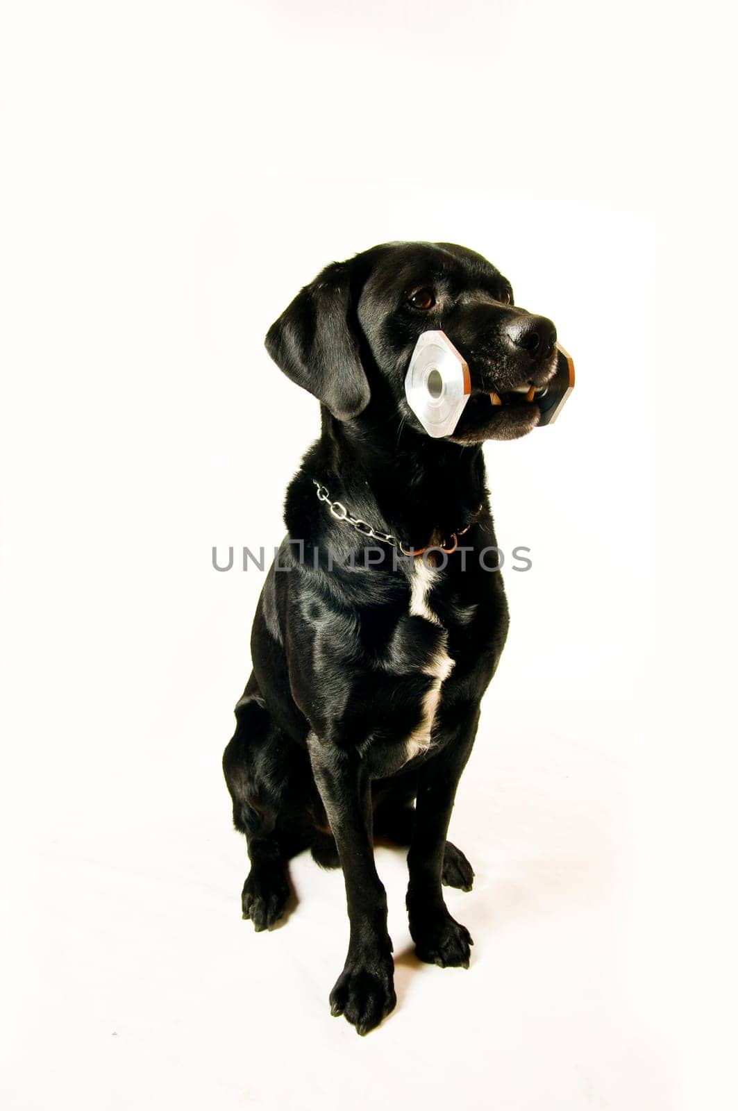 Labrador mix at fetch exercise