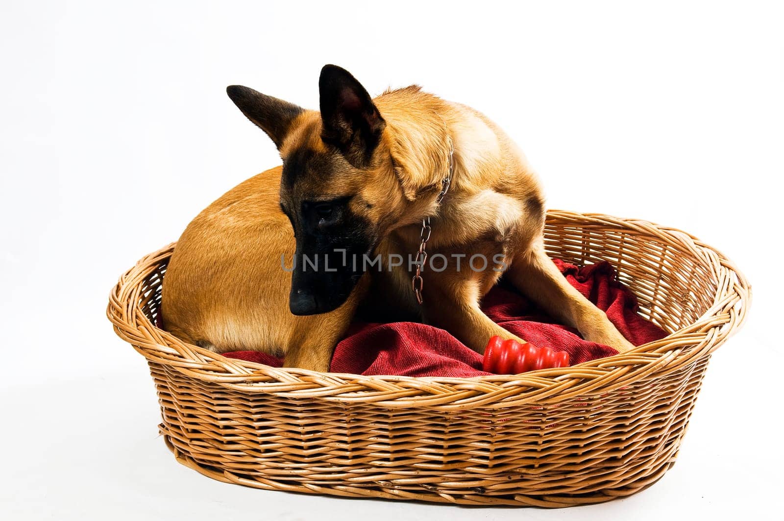 Malinois in wicker basket on red cushion