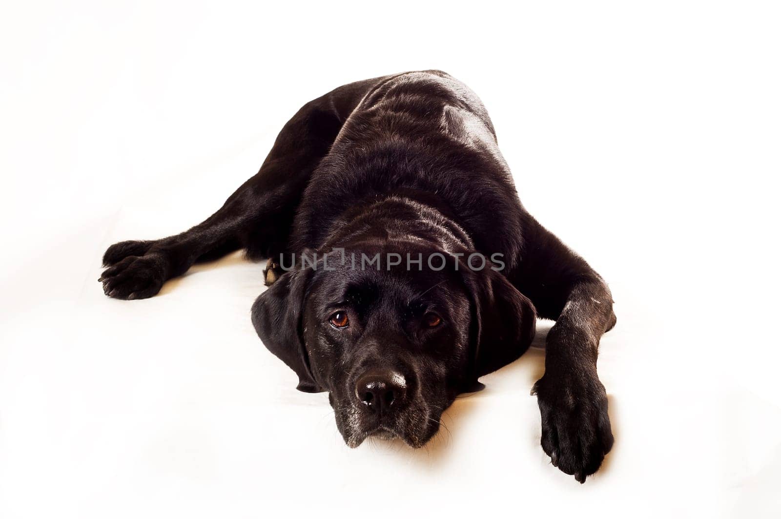 Labrador mix,lying down