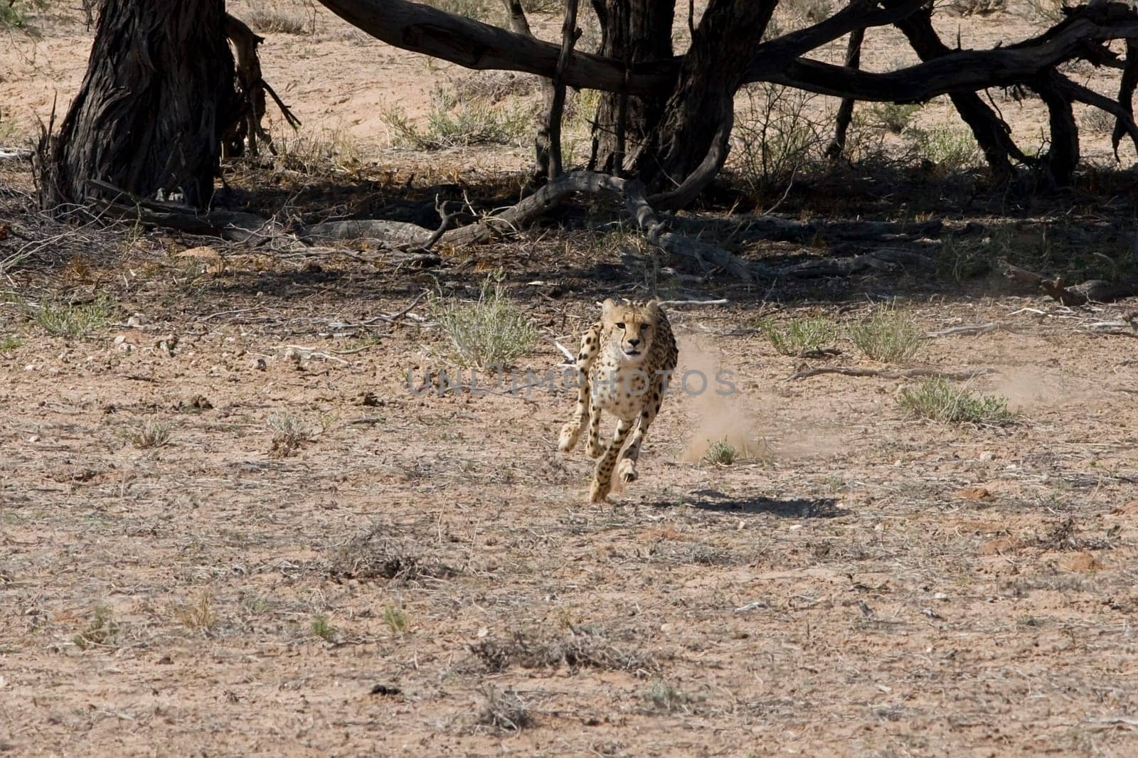 Cheetah Chase