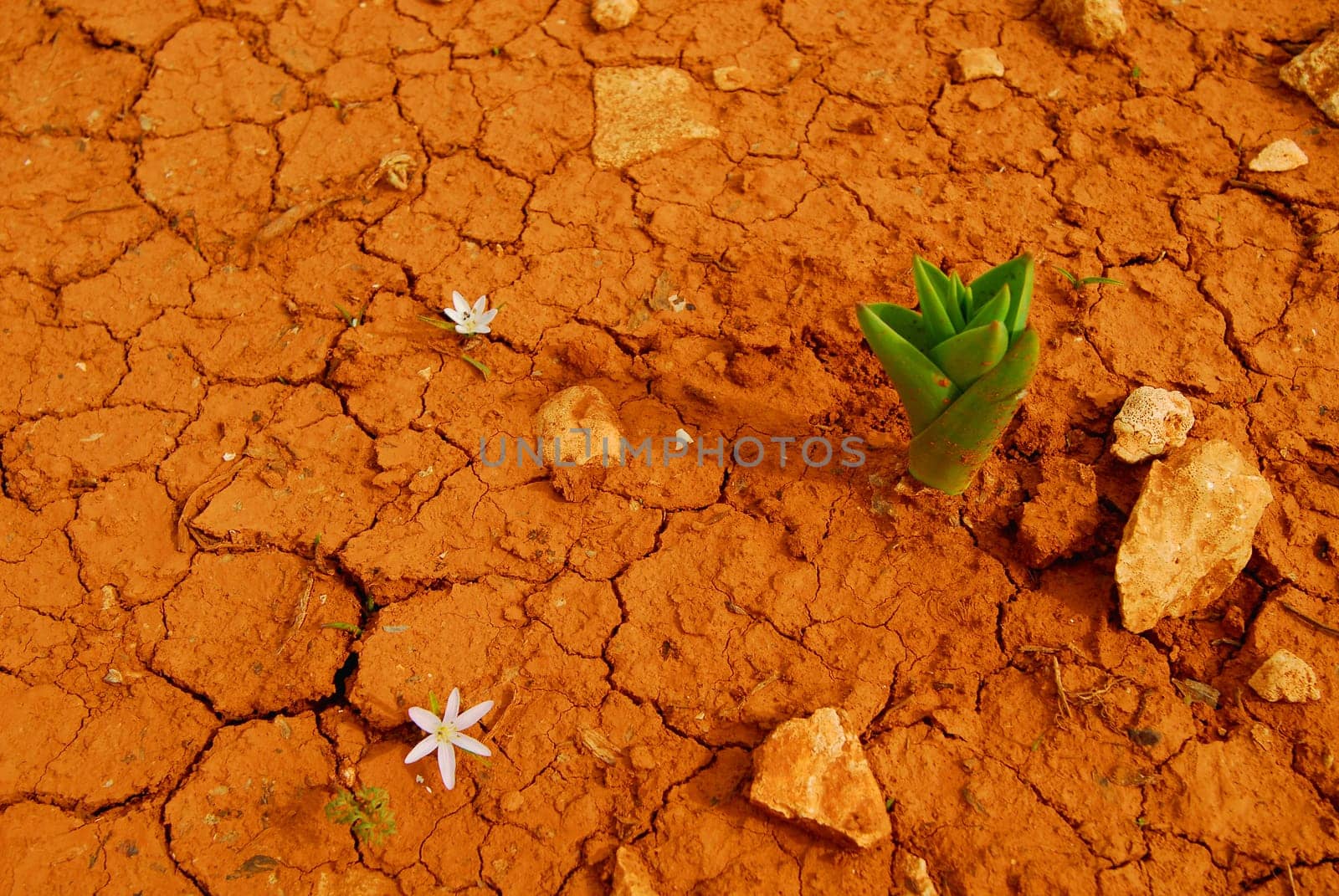 Parched earth on Comino