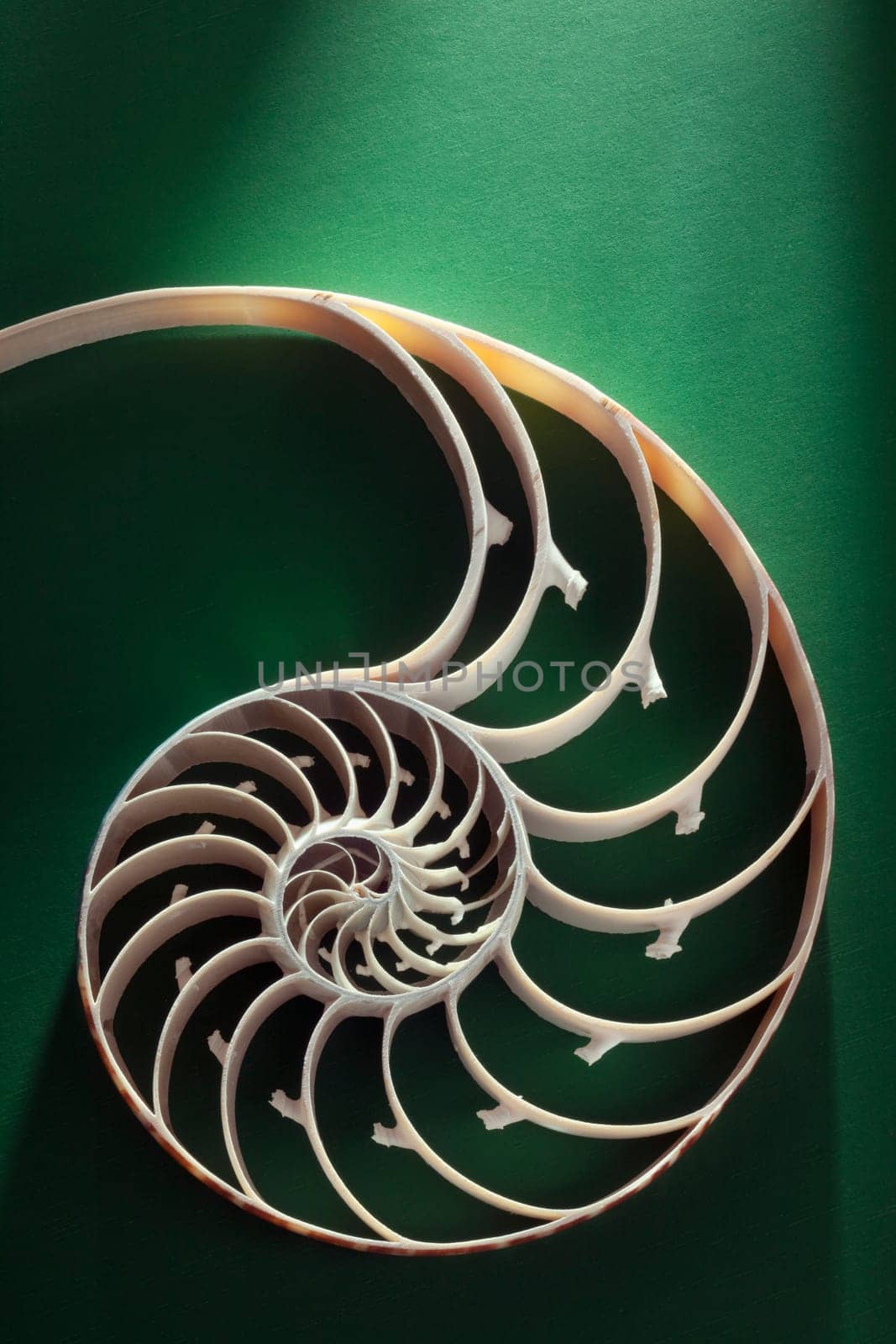 Nautilus spiral shell section