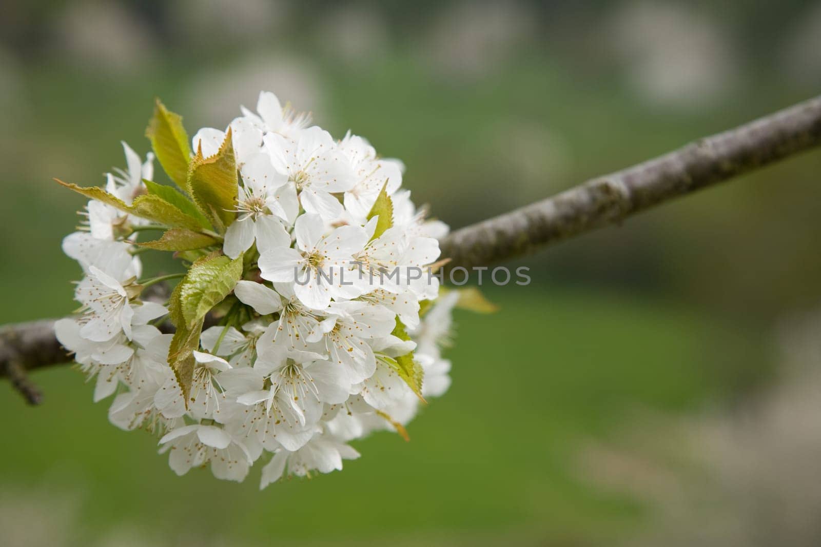 Blossoms Apple Tree