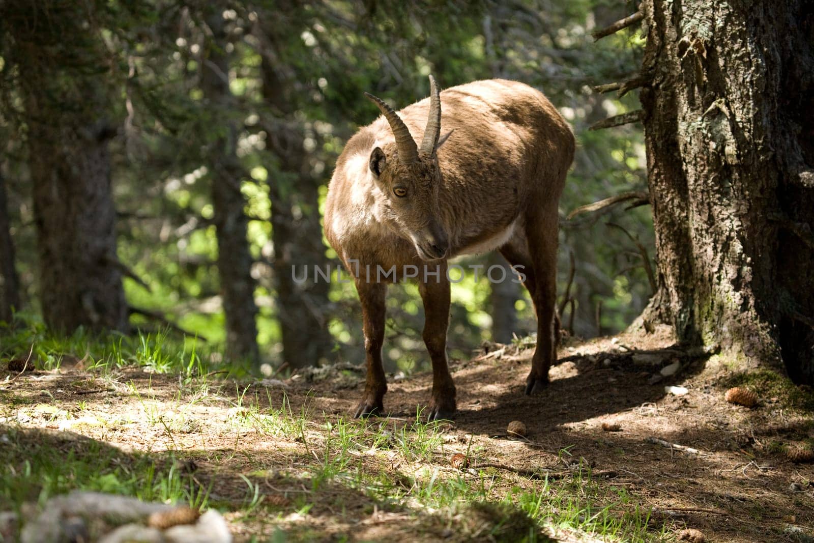 Ibex