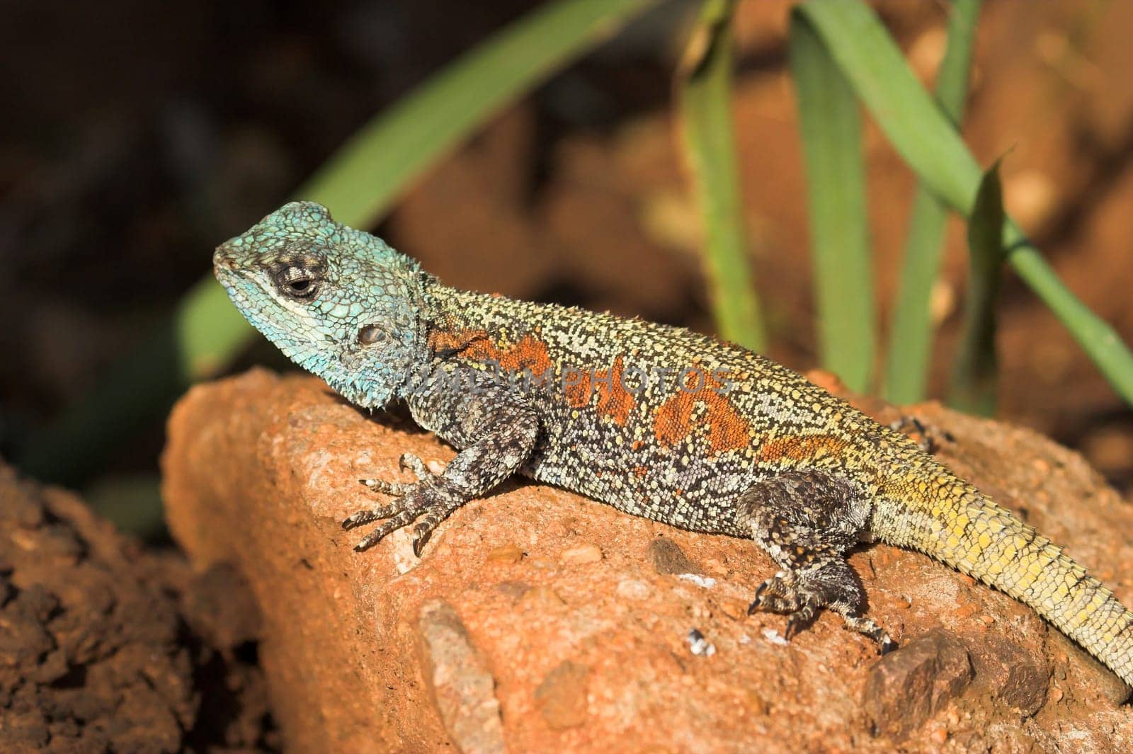 Lizard