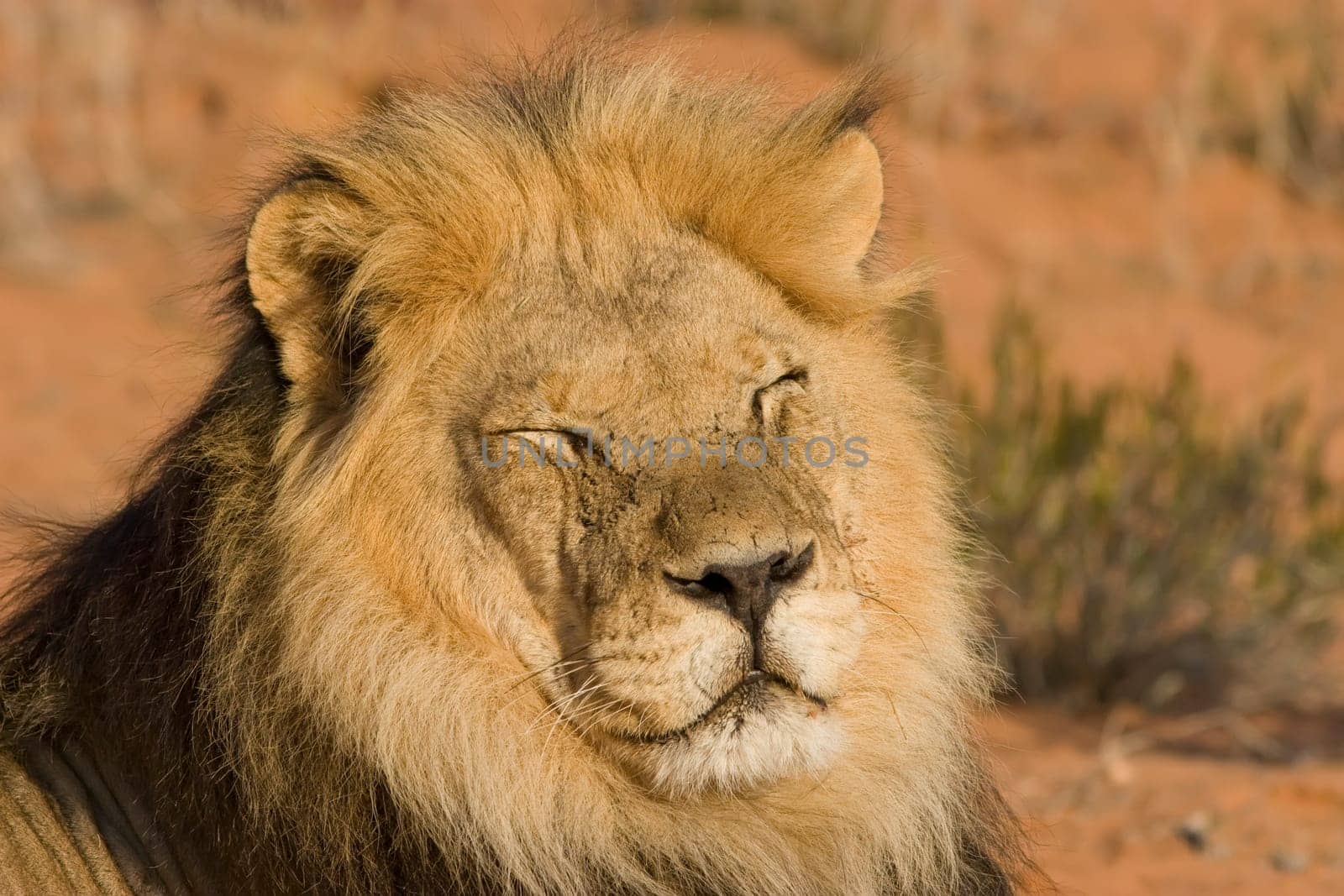 Majestic Lion
