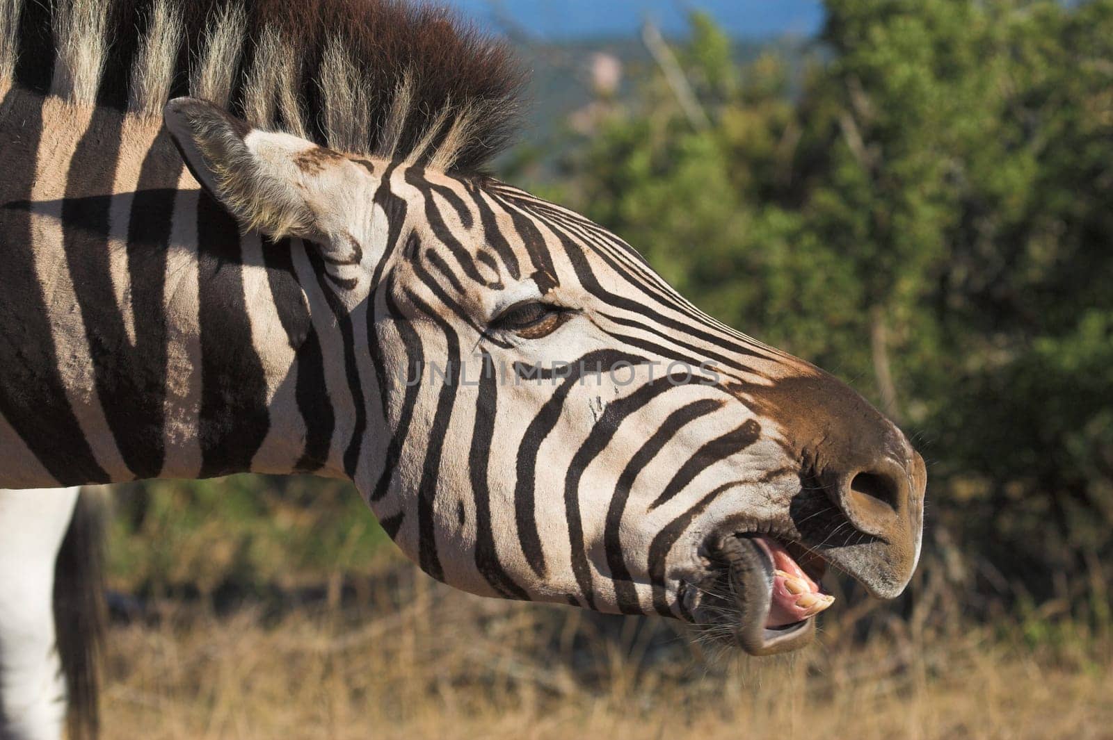 Zebra Teeth