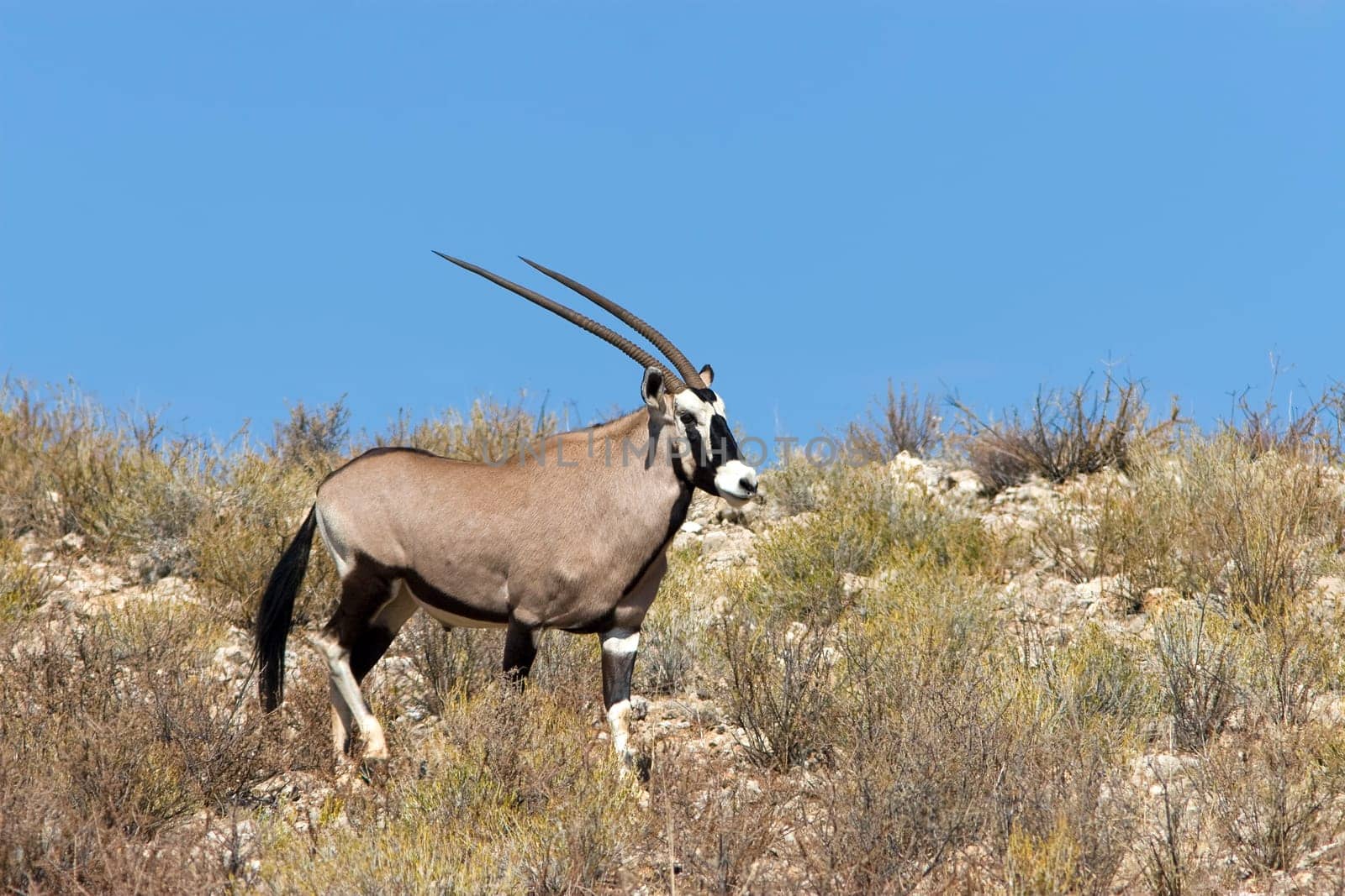 Gemsbok
