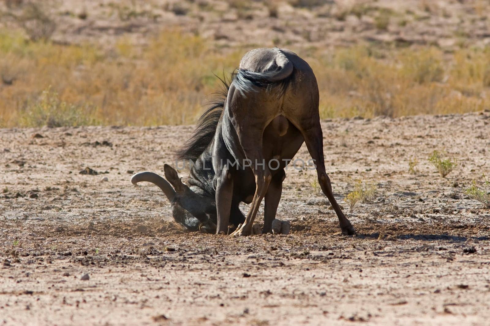 Nose dive