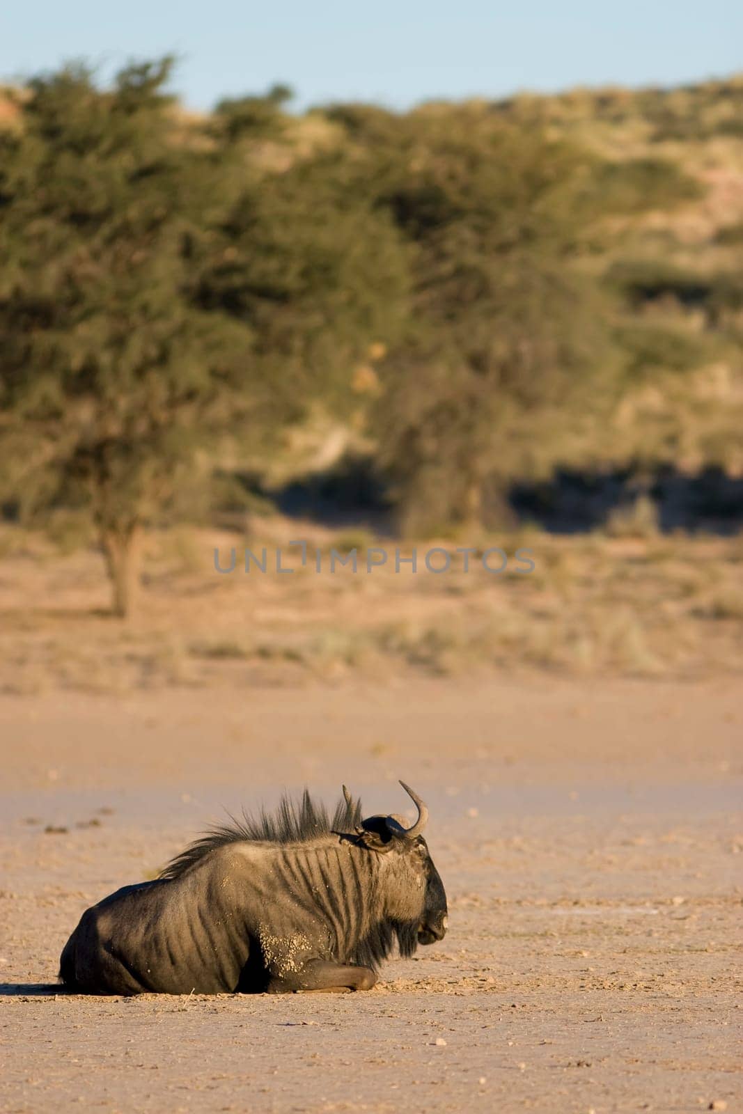 Black Wildebeest